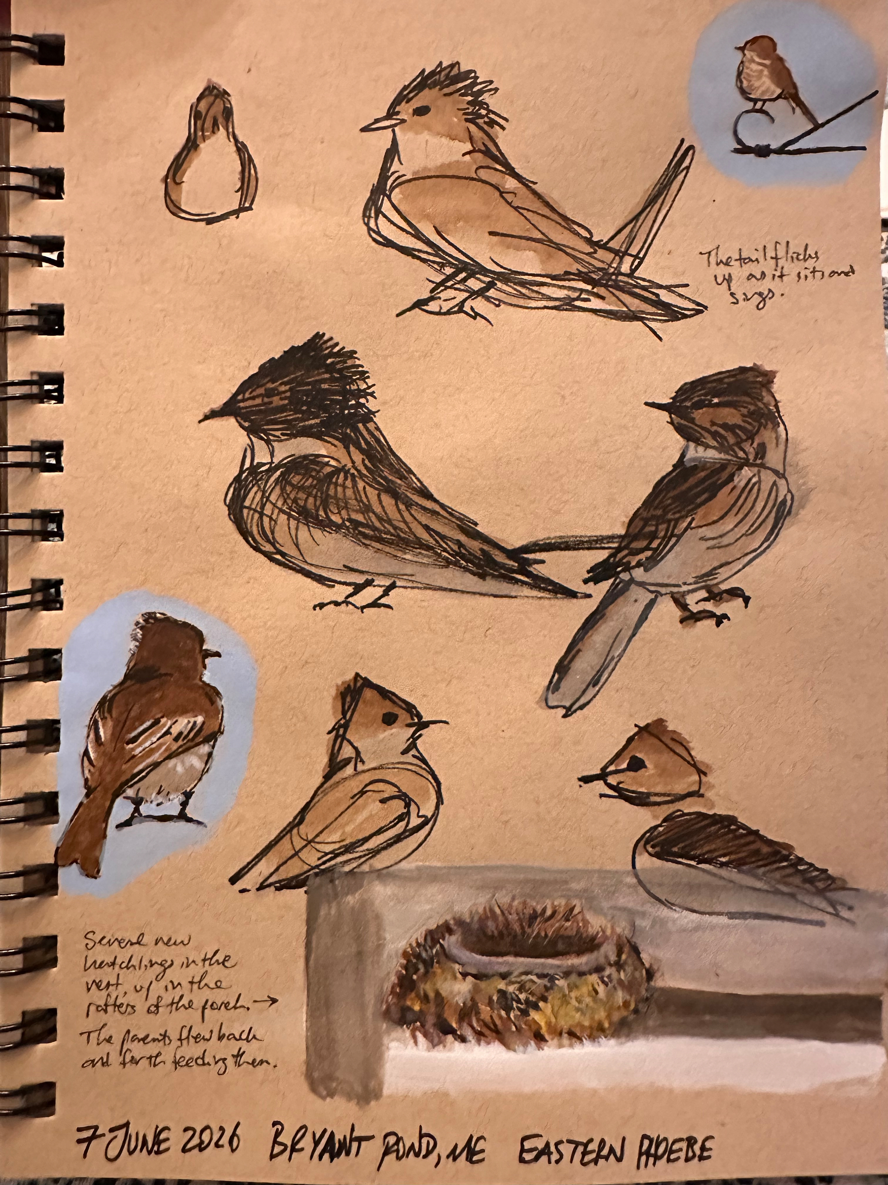 A series of sketches and notes depict various poses of a small bird with a focus on its features and behavior, alongside a nest illustration.