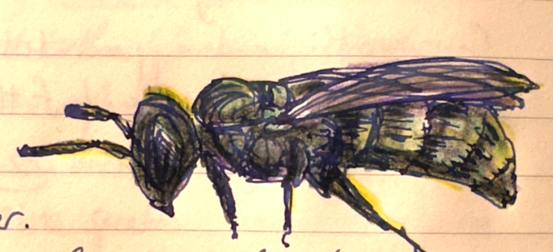 A detailed and colorful drawing of a sweat bee is depicted on a lined background.