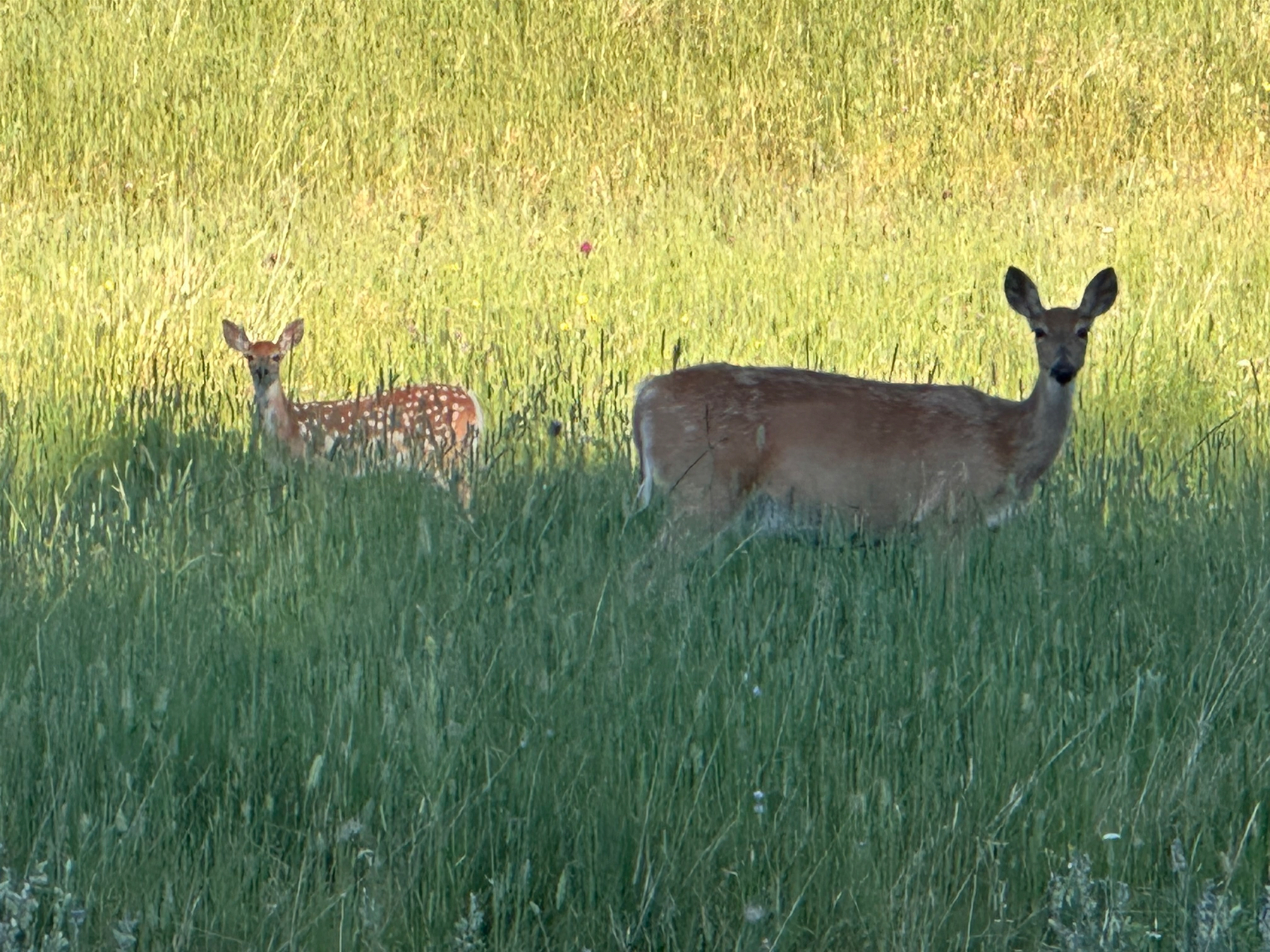 Two deer, one doe and one fawn with white spots, stand partially hidden in a grassy field with sunlight illuminating the background. I took this photo in the Paha Sapa or Black Hills of South Dakota in the summer of 2026.
