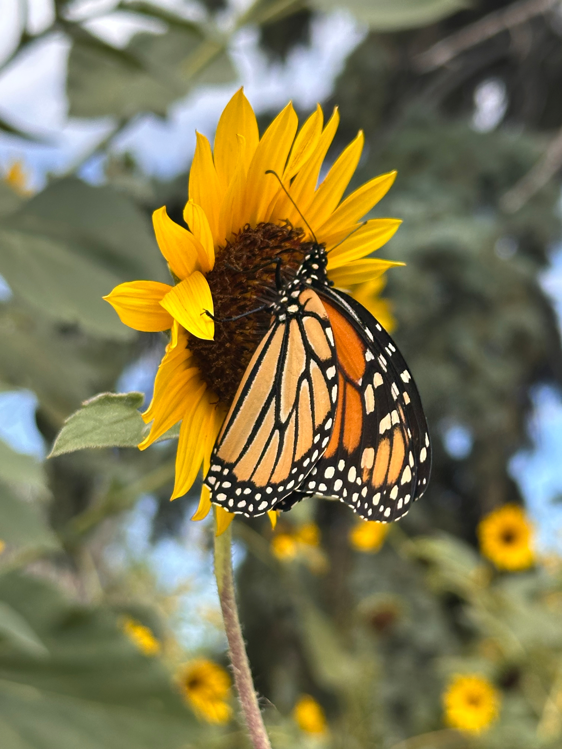 A monarch butterfly is perched on the vibrant yellow petals of a sunflower against a blurred natural background.