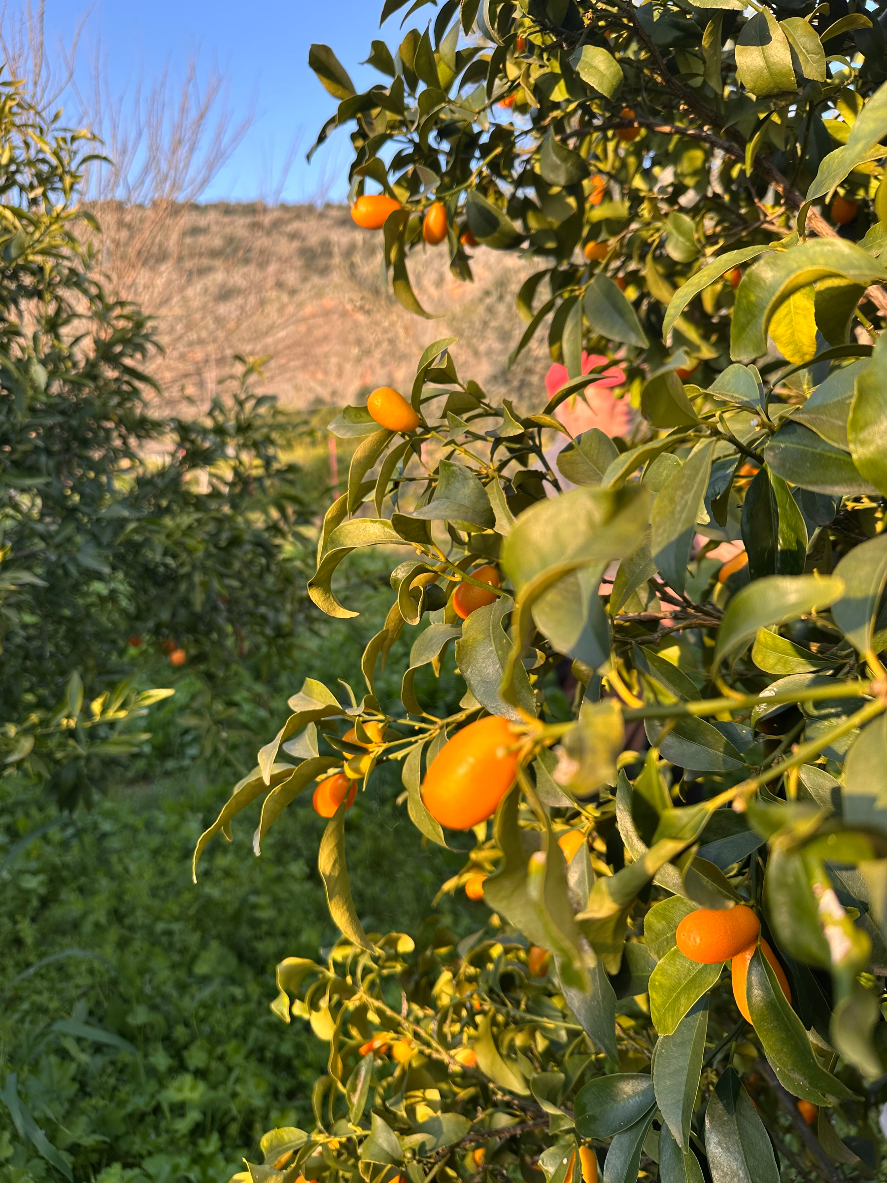 A tree laden with small, oval orange fruits grows in a lush green, rural setting. Kumquats in my friend’s organic farm near Nauplion. 