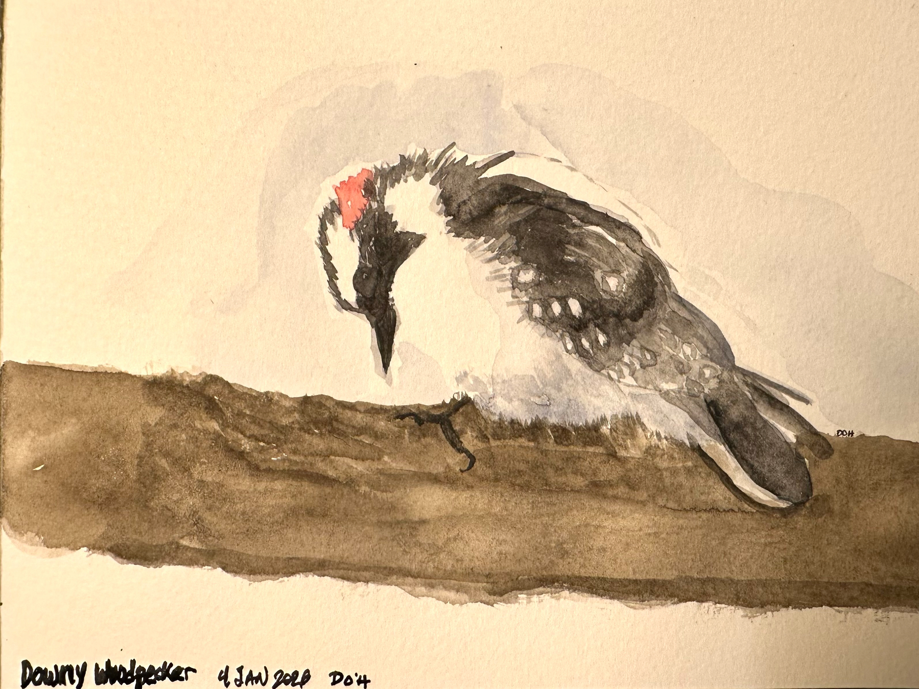 A watercolor painting depicts a downy woodpecker perched on a branch with hues of brown, black, and a hint of red on its head.