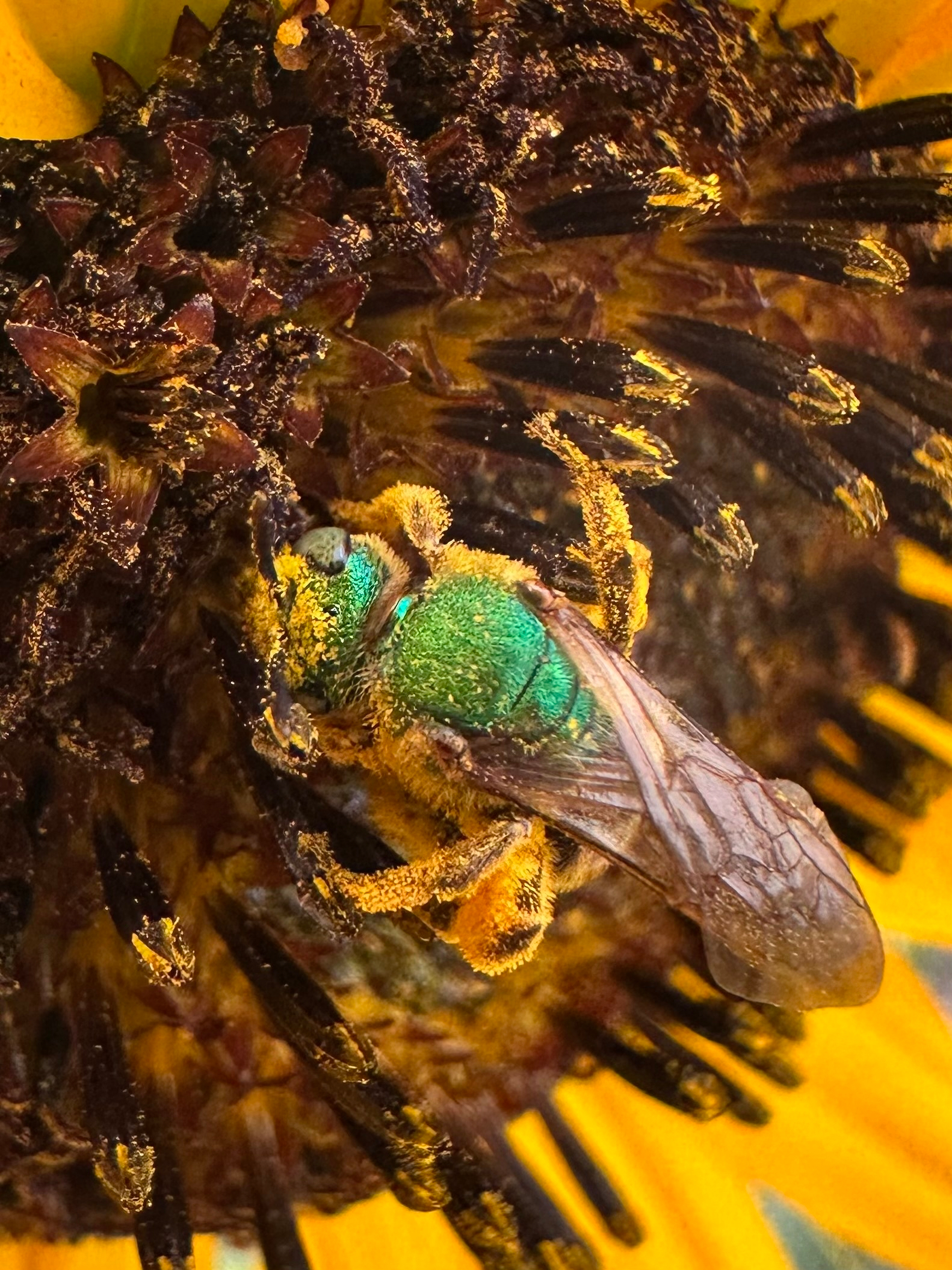 A vibrant green bee covered in yellow pollen is perched on the dark center of a sunflower.