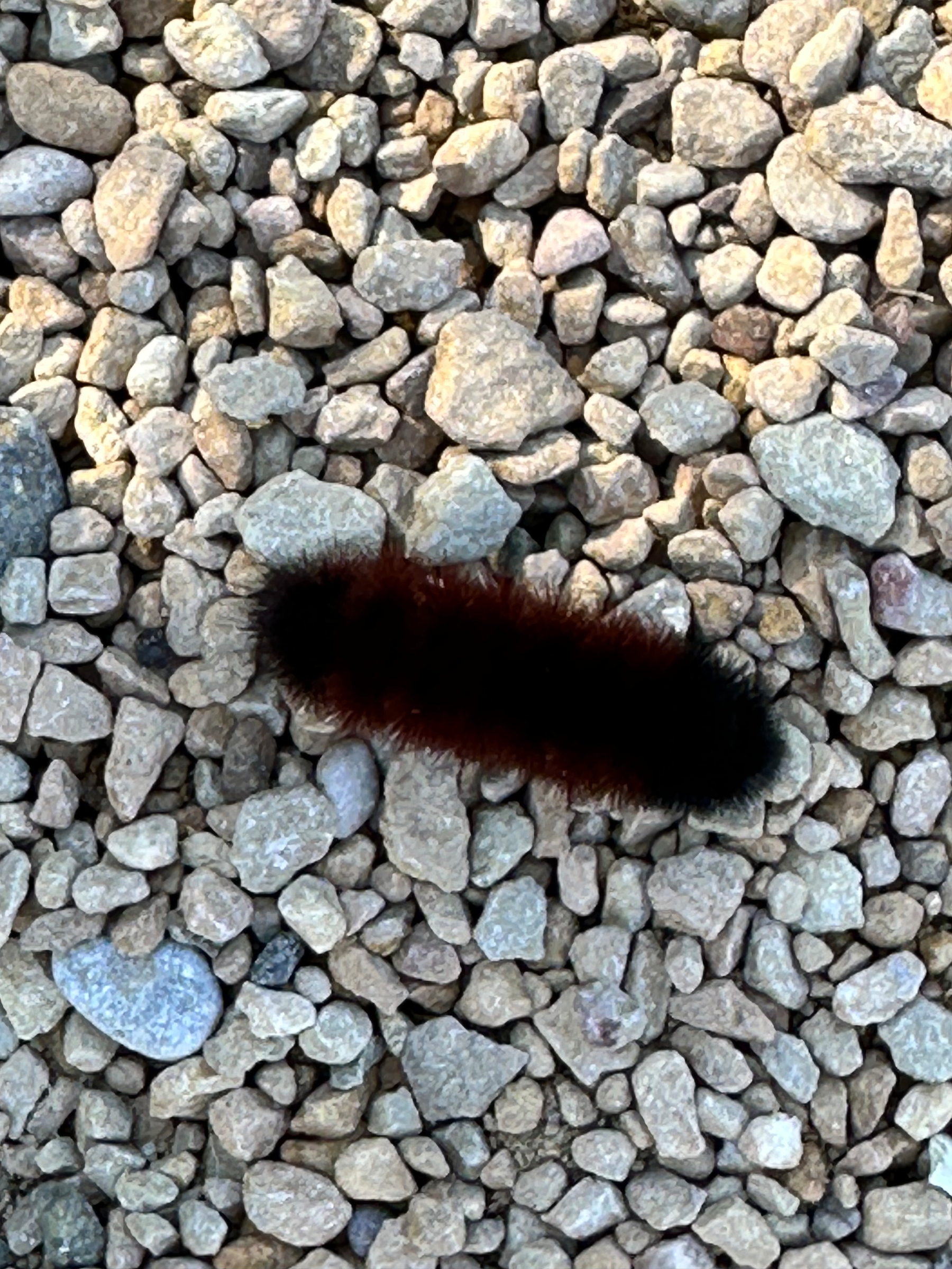 A fuzzy caterpillar with dark and reddish-brown coloration is crawling on a bed of small, light-colored stones.
