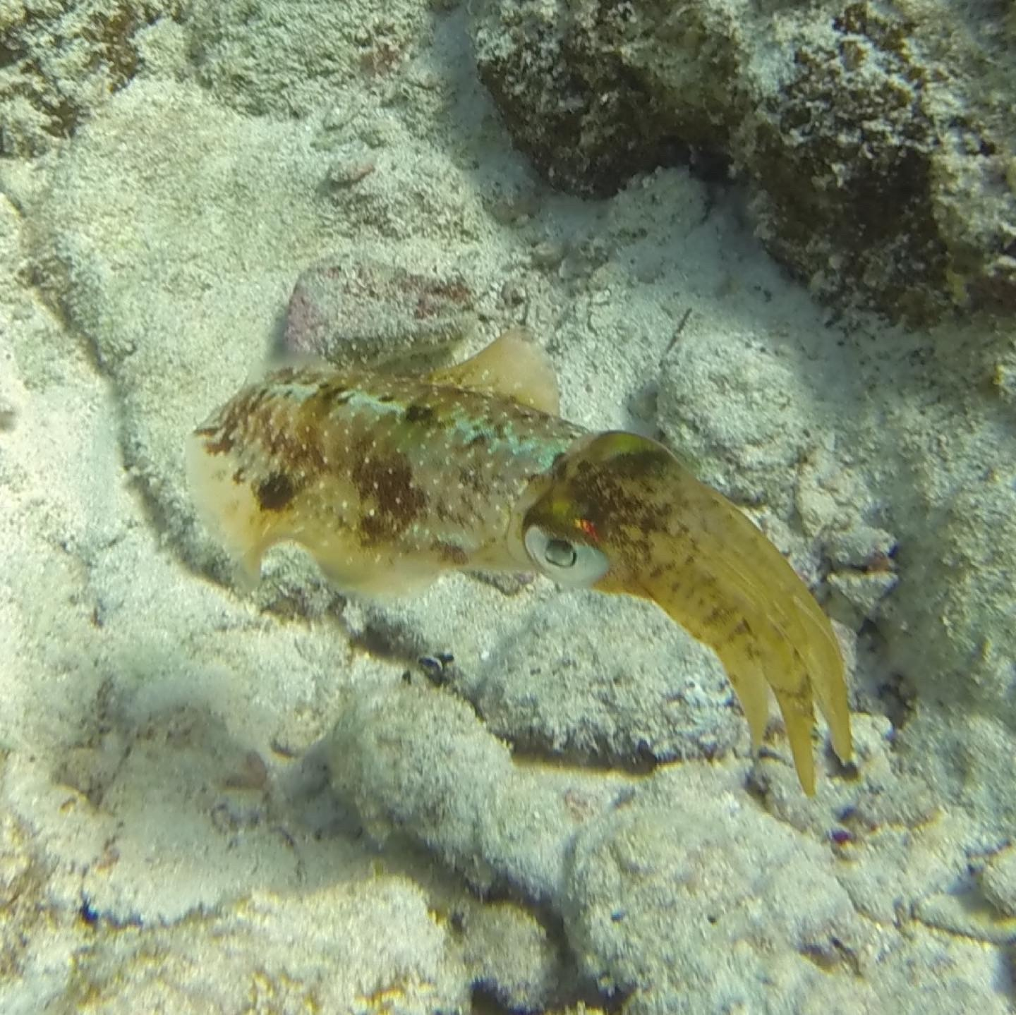 A small squid with a mottled brown and green body is resting on the ocean floor amidst sandy and rocky terrain. This Caribbean reef squid floated beside me while I was teaching ecology on one of the barrier islands in Belize a few years ago. We both held nearly motionless, eyeing one another. I was struck with wonder at what its changing colors might mean. Was it communicating with me? Warning other squid about me? Camouflaging itself? Do the chromatophores act as sensory organs, allowing it to use its skin to better perceive the world? &10;&10;I also wonder what it thought of me.