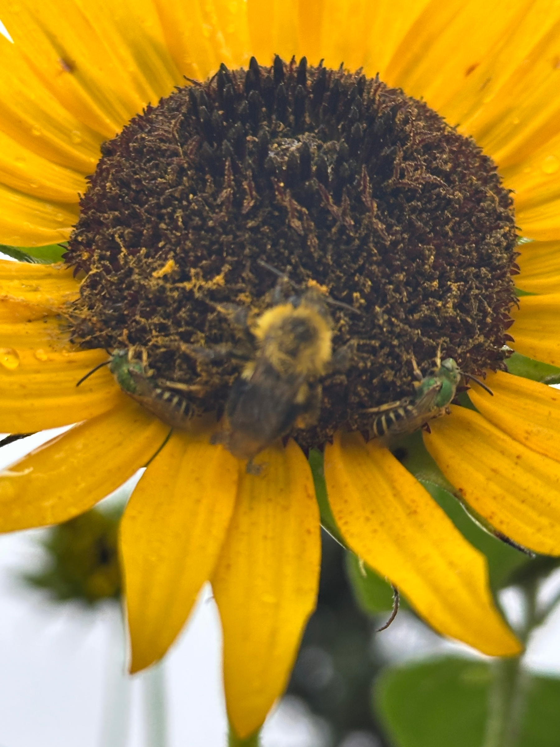 A vibrant yellow sunflower with a dark brown center is visited by a large yellow-and-black blurred bee and two metallic green bees on its petals.