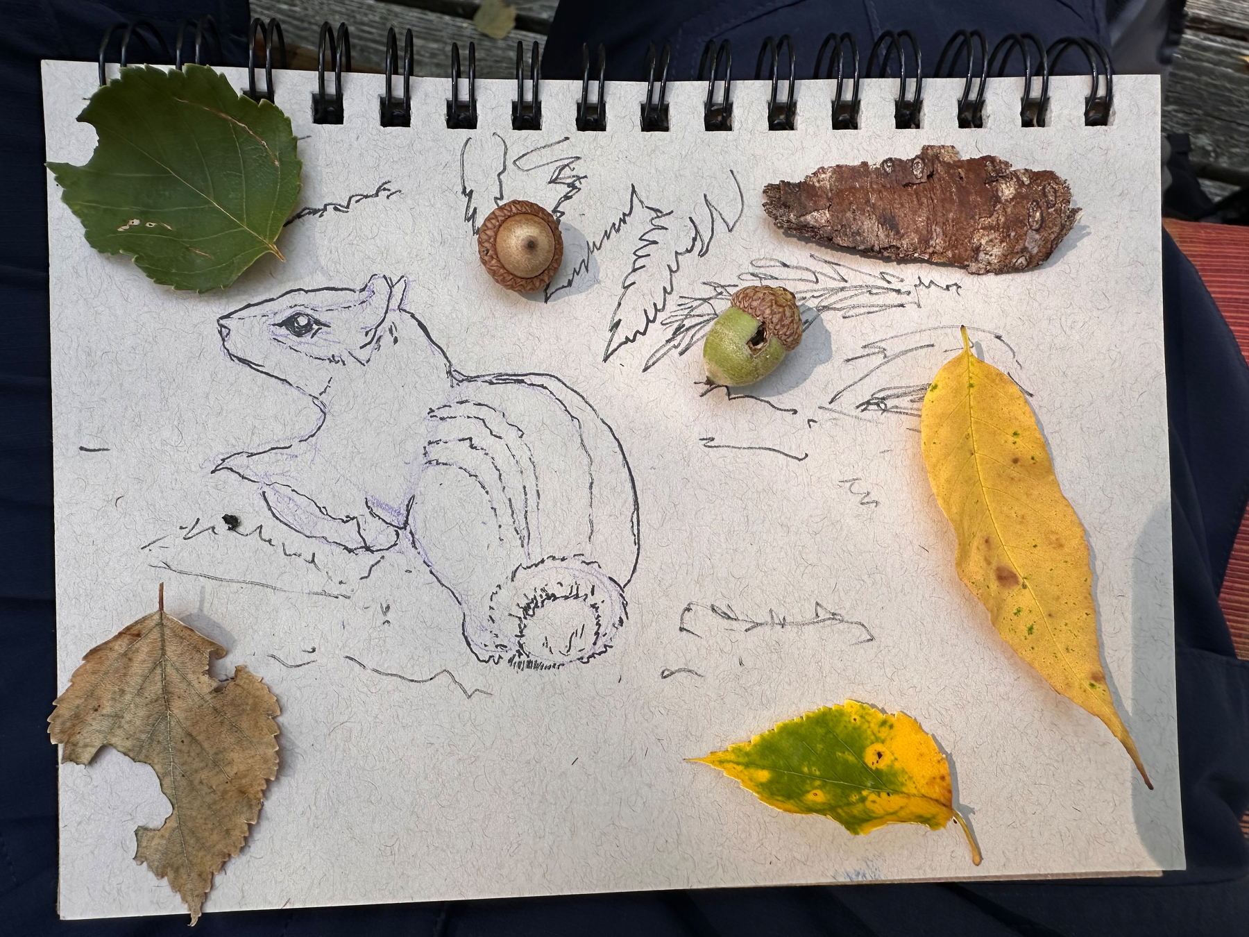 A sketch of a chipmunk is surrounded by various natural objects including leaves, acorns, and a piece of bark on a spiral-bound notebook.