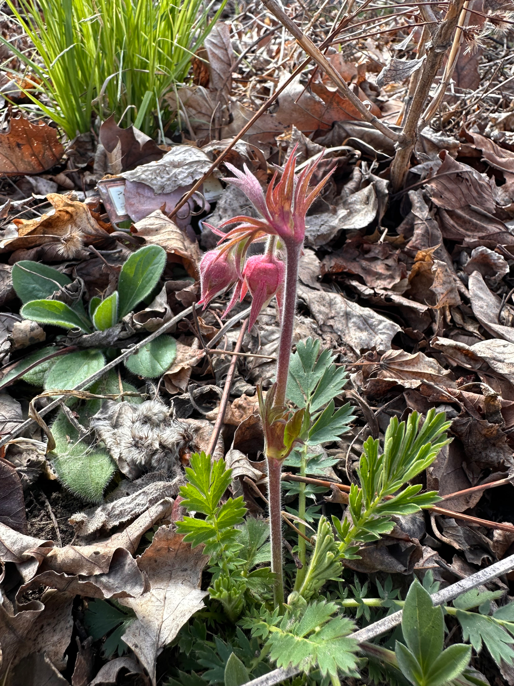 A pink prairie smoke flower begins to blossom. It has short stems that are upright and the blossoms are currently like small onions hanging down from the stem. Green feathery leaves sprout at the base of the pink stems, and the ground is covered with dry leaves. 