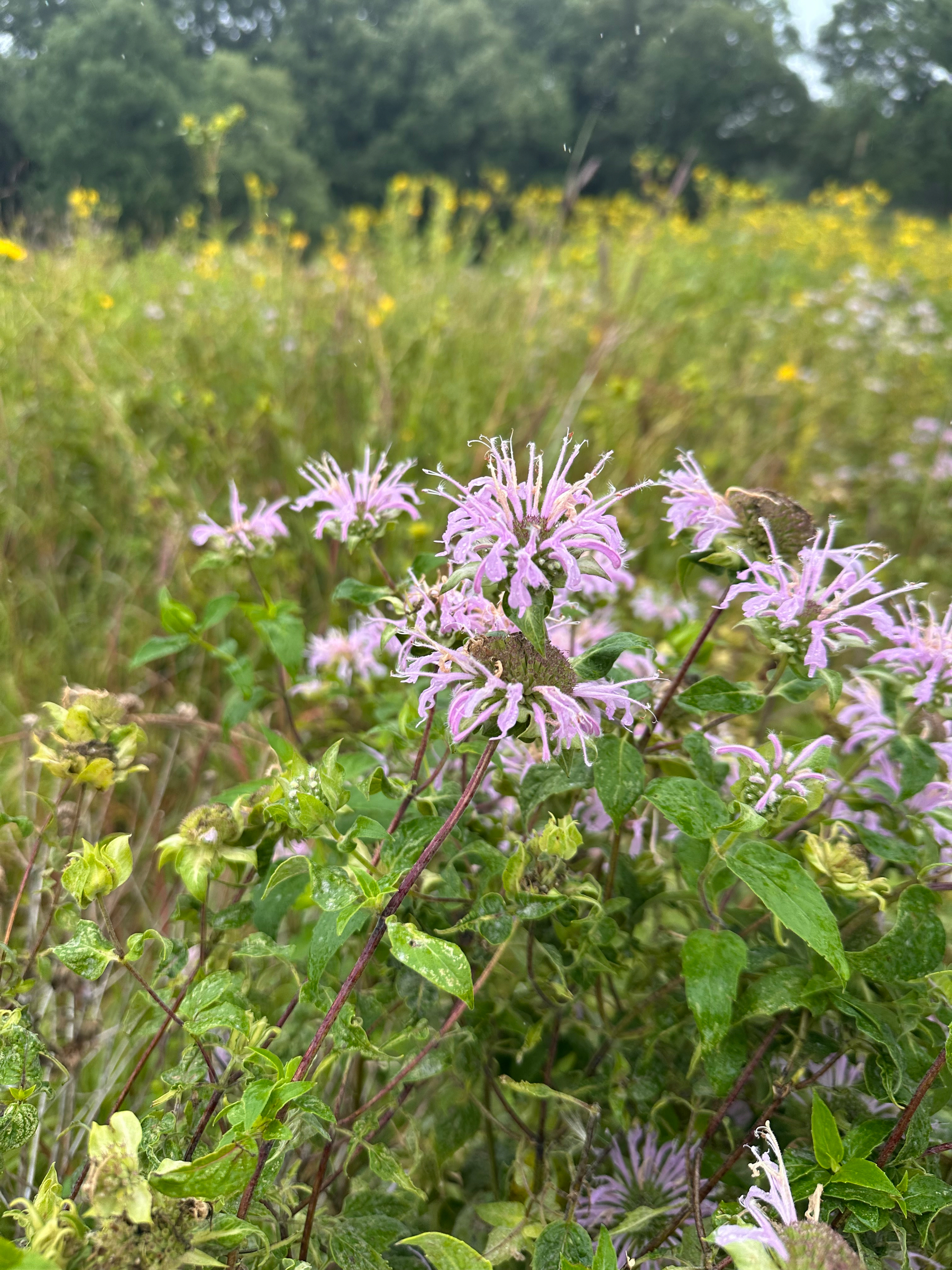 A cluster of light purple wildflowers blooms amid green foliage in a field with blurred yellow flowers and trees in the background. Monarda, or bee blossom. 