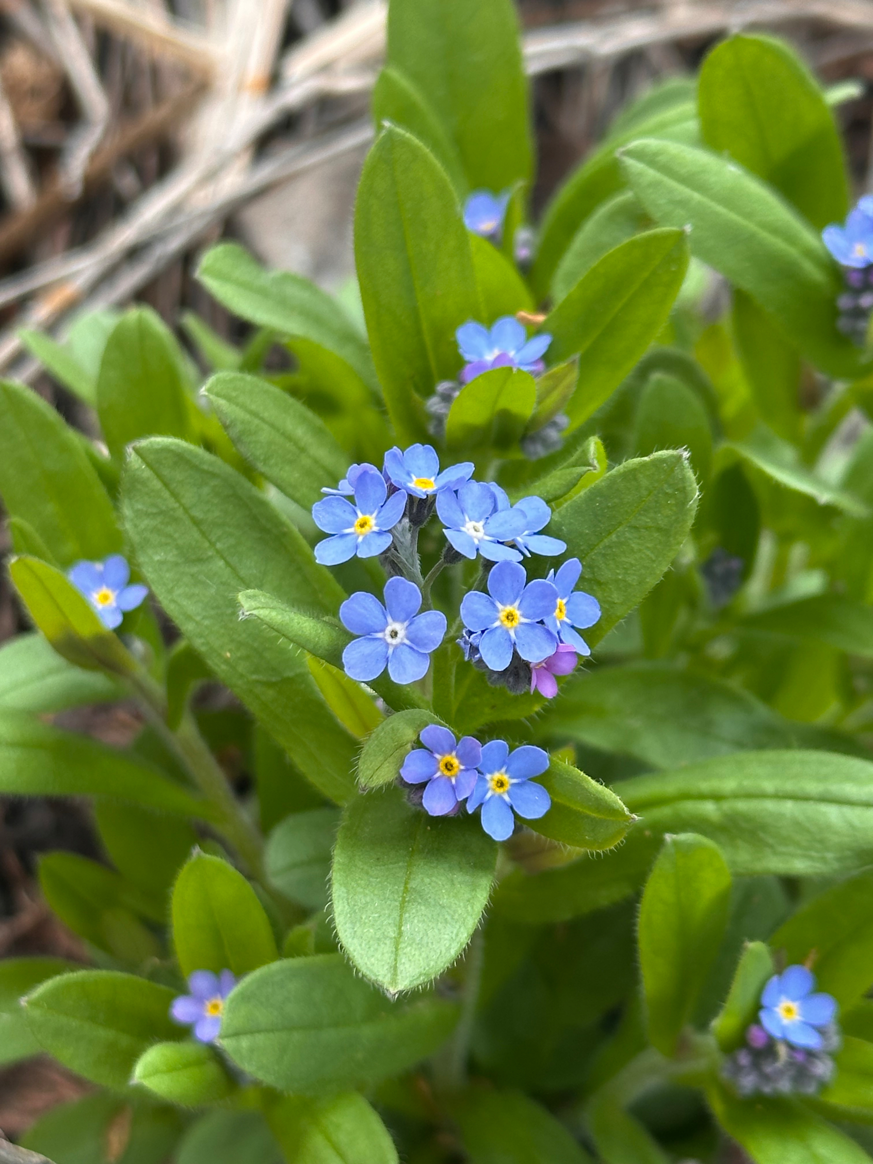 A cluster of small blue flowers with green leaves is shown up close, highlighting their delicate petals and vivid colors.