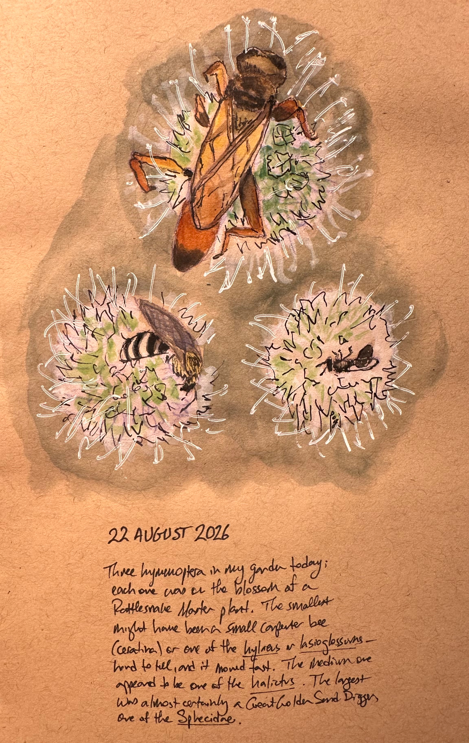 Three different hymenoptera insects are depicted on separate Rattlesnake Master plant blossoms, with handwritten notes describing their identification and observation date.