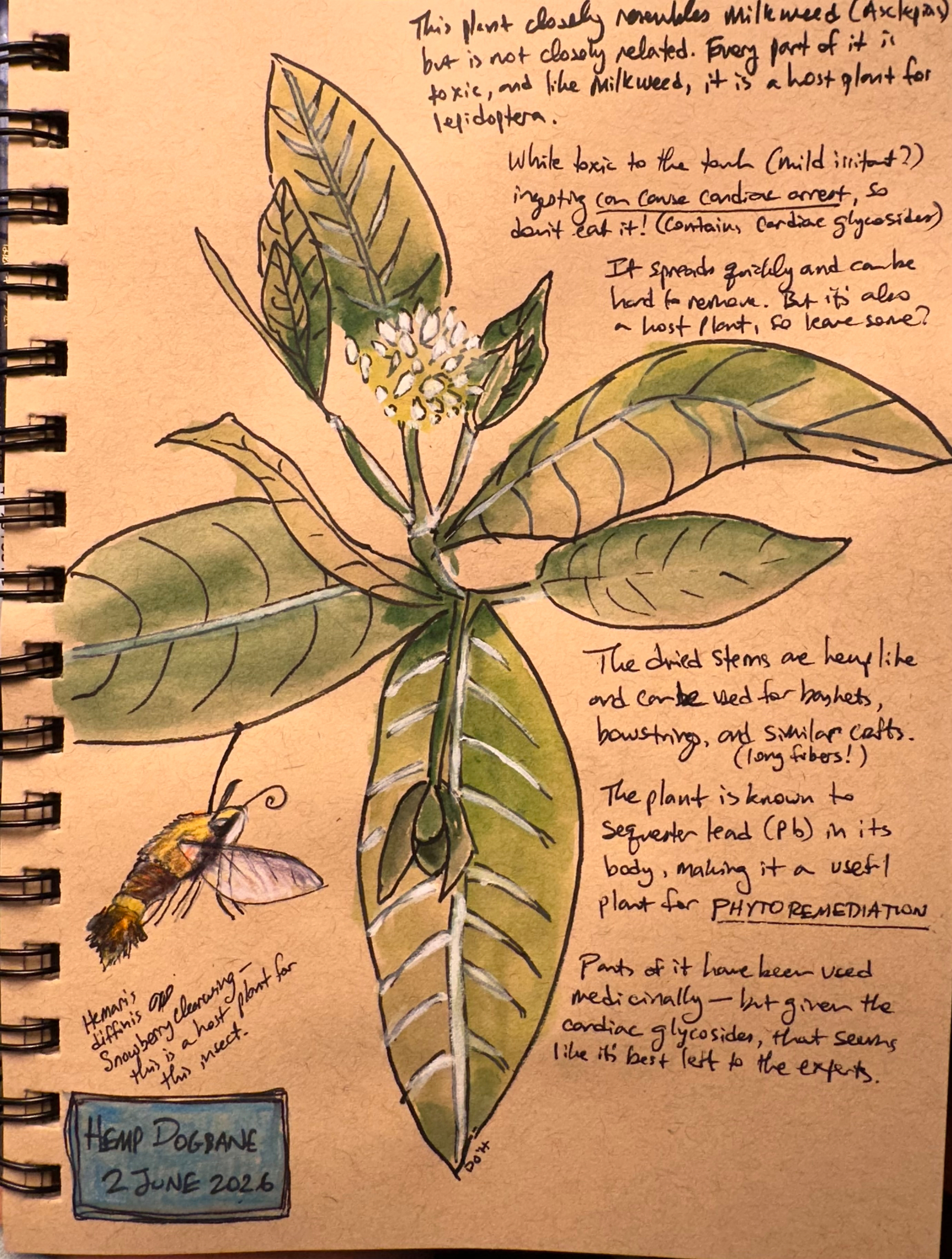 A detailed illustration of a plant labeled Hemp Dogbane shows green leaves, white flowers, and a yellow and black insect (a snowberry clearwing moth, hovering beside its host plant) accompanied by handwritten notes about the plant's characteristics and uses.