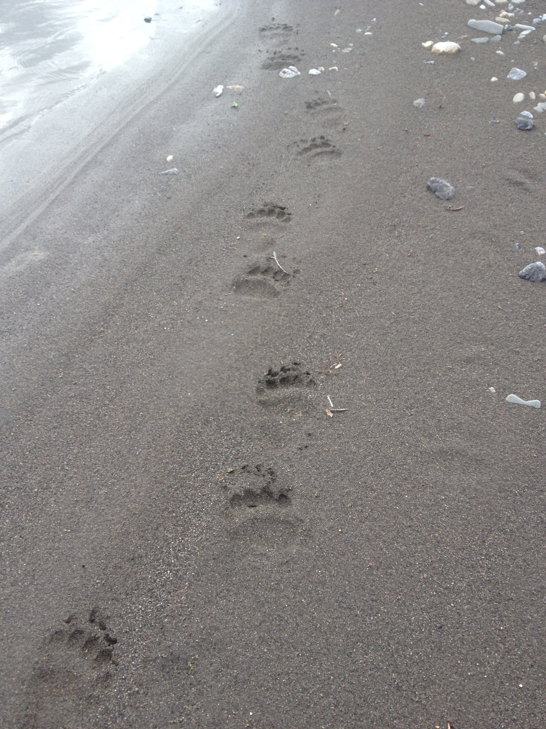 Bear footprints lead along the edge of a sandy shore near the water.