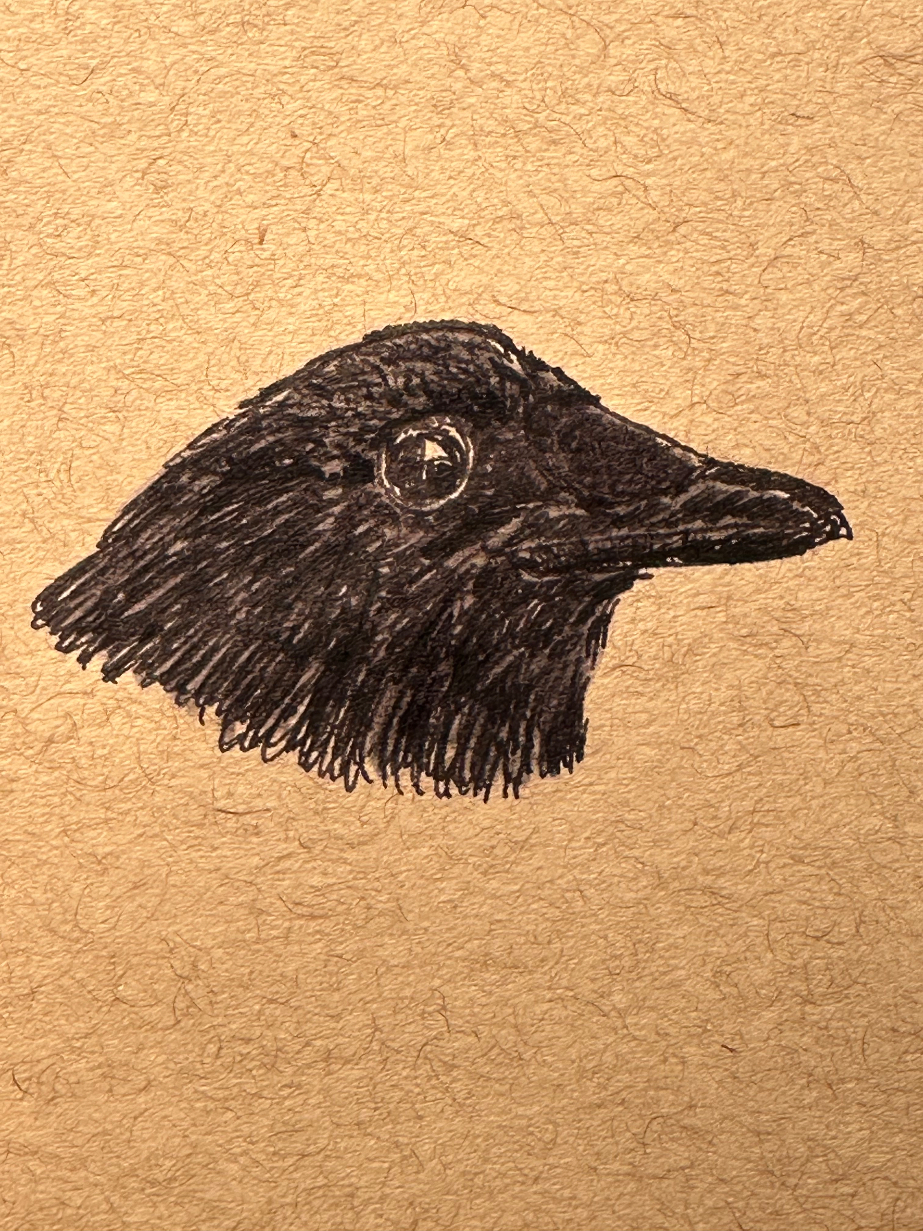 A detailed drawing of a black bird's head, likely a raven or crow, is depicted on a textured brown background.