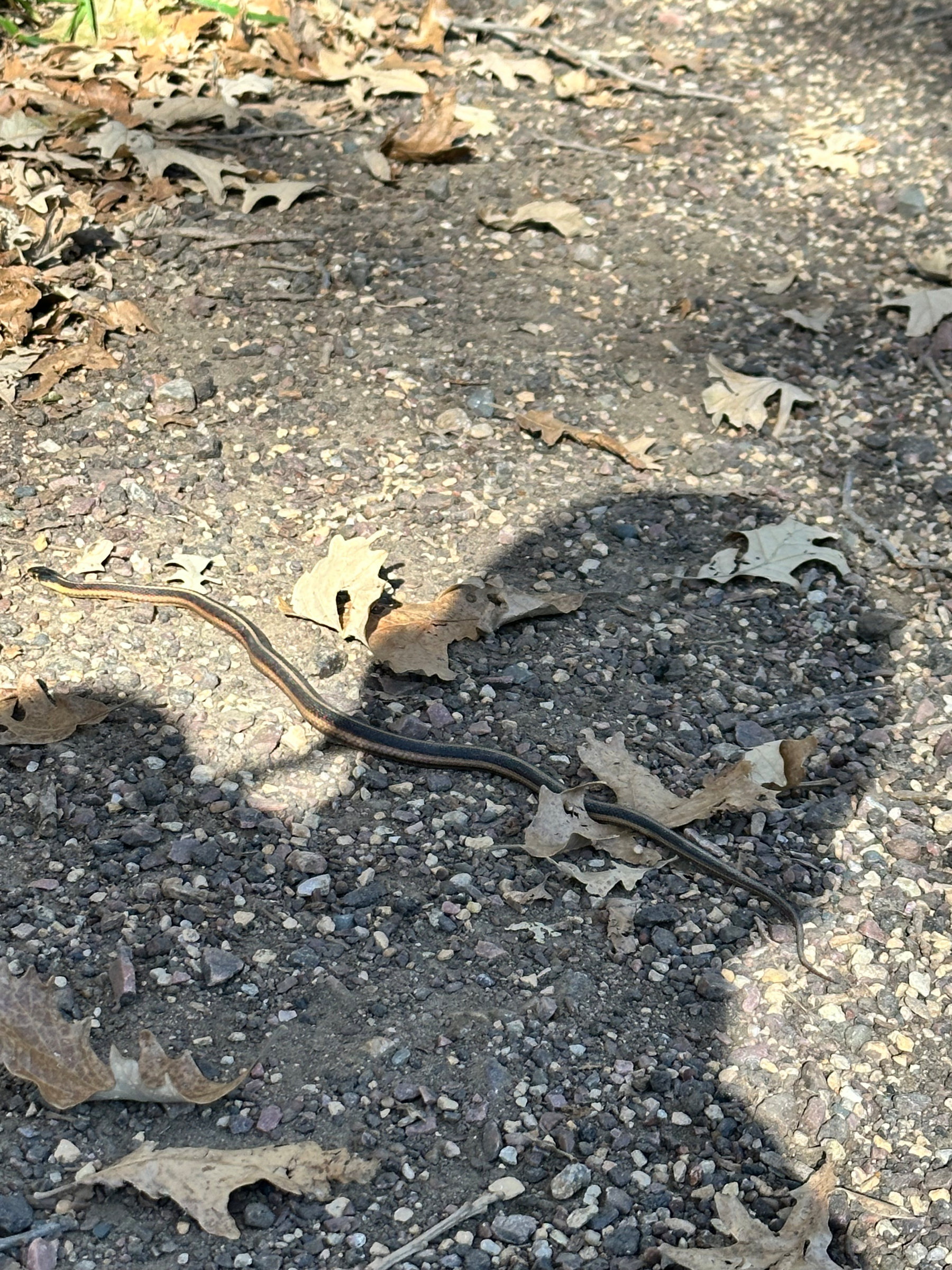 A slender snake is slithering across a gravelly path scattered with dry leaves and shadows.
