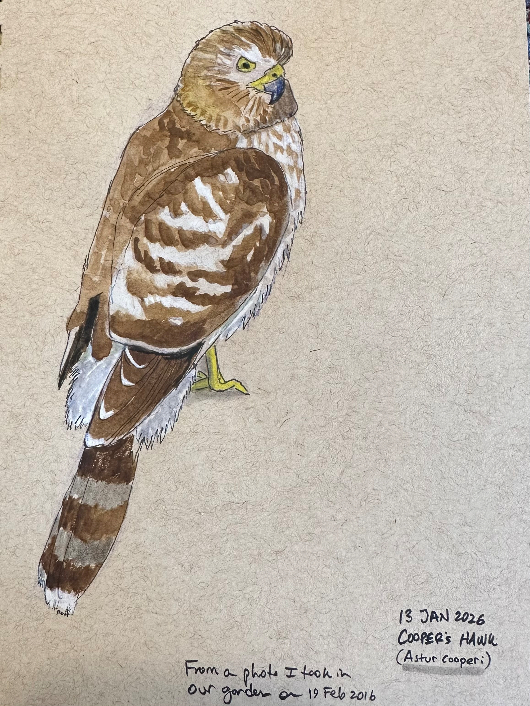 A detailed, hand-painted illustration of a Cooper's Hawk is depicted with notes indicating it was based on a photograph from 2016.