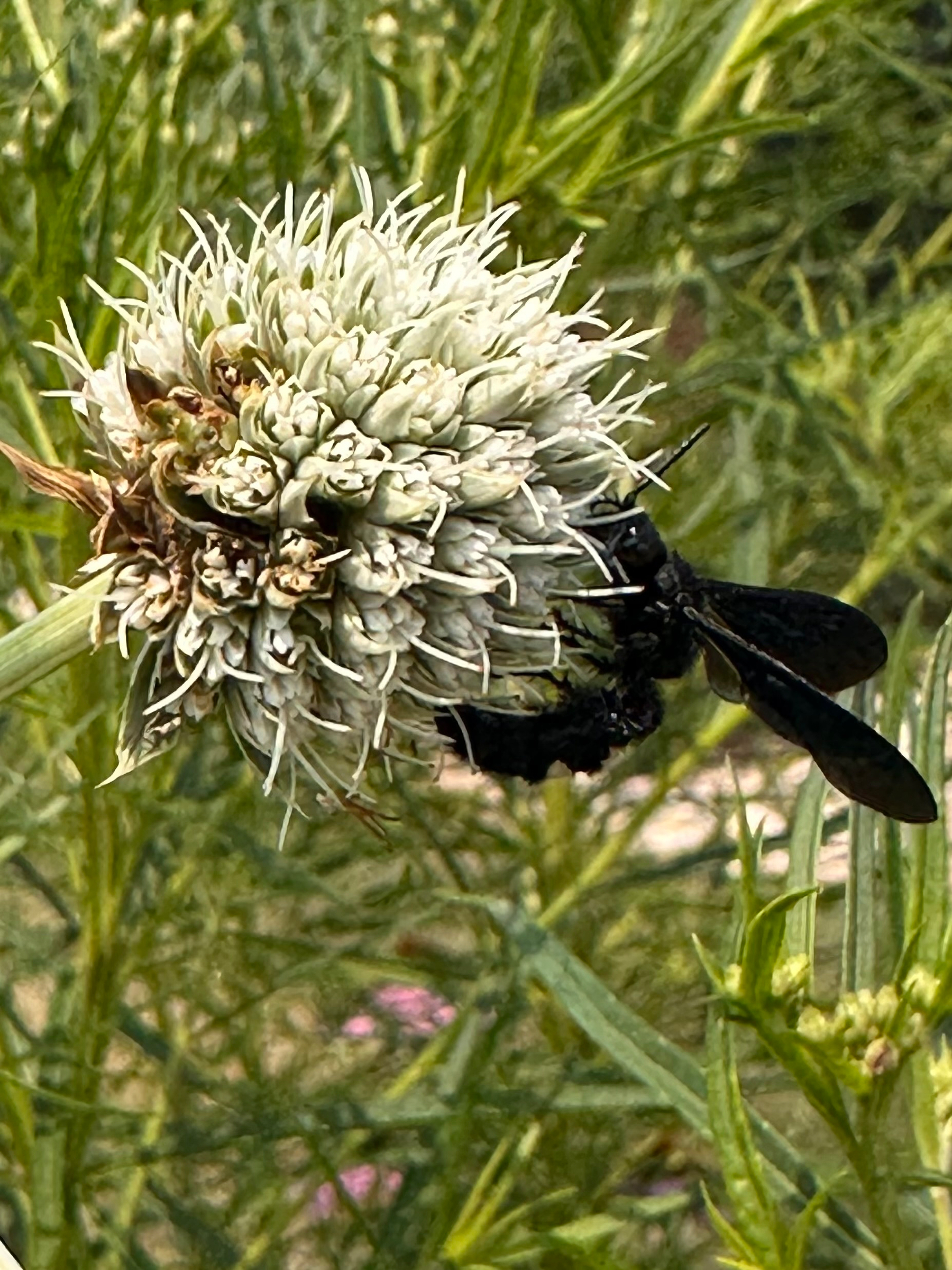 A black wasp with two white bands on its abdomen and metallic blue wings is perched on a spherical, spiky white flower surrounded by green foliage.