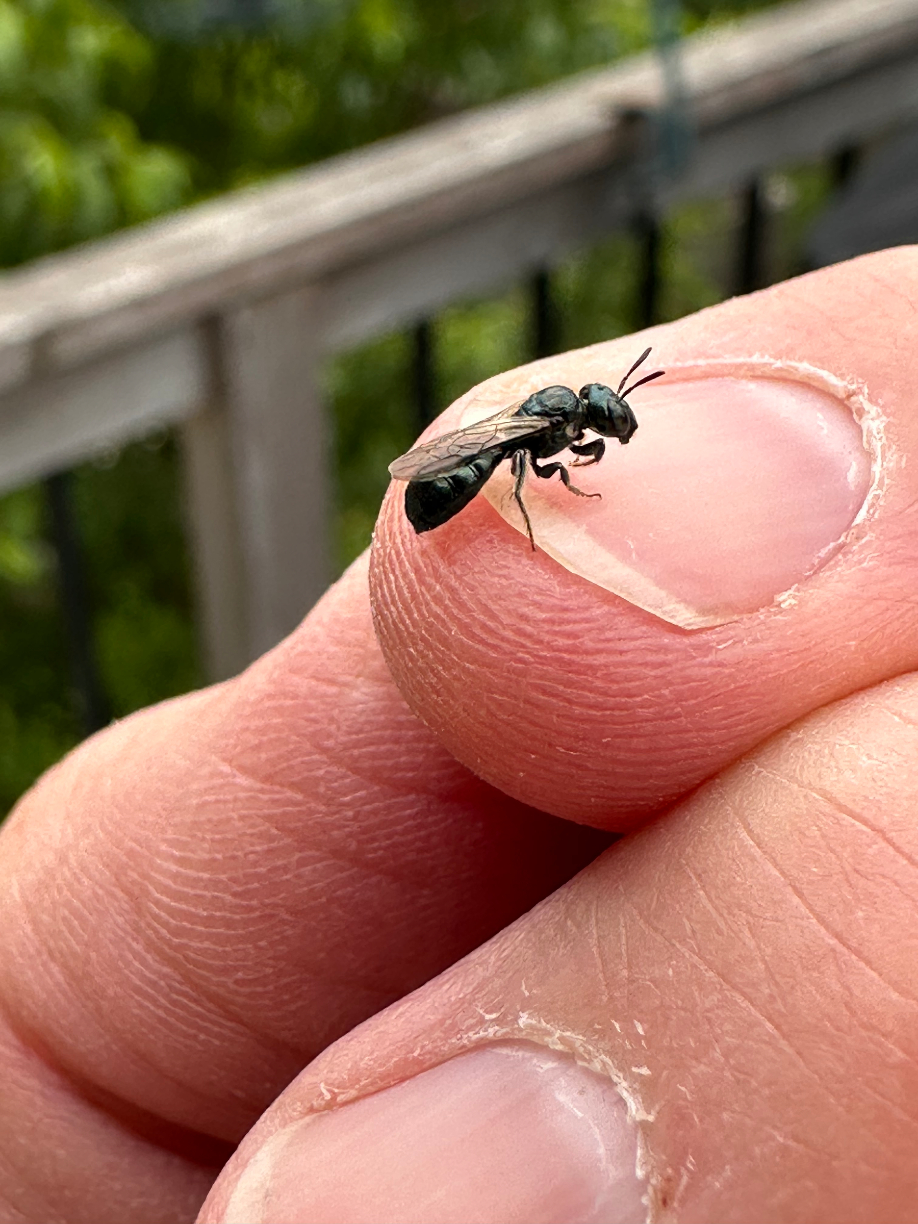 A small metallic green bee is perched on a person's fingertip.
