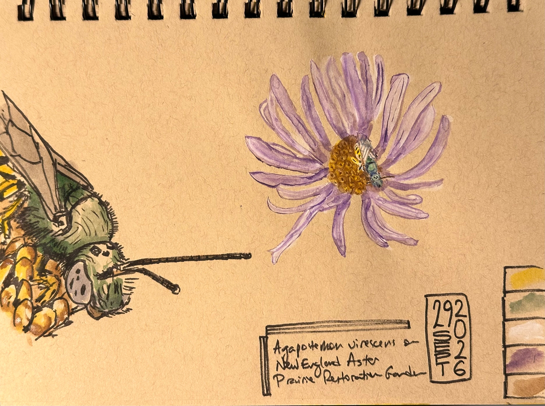 A detailed drawing shows a bee approaching a purple New England Aster flower, accompanied by handwritten notes and a color palette.