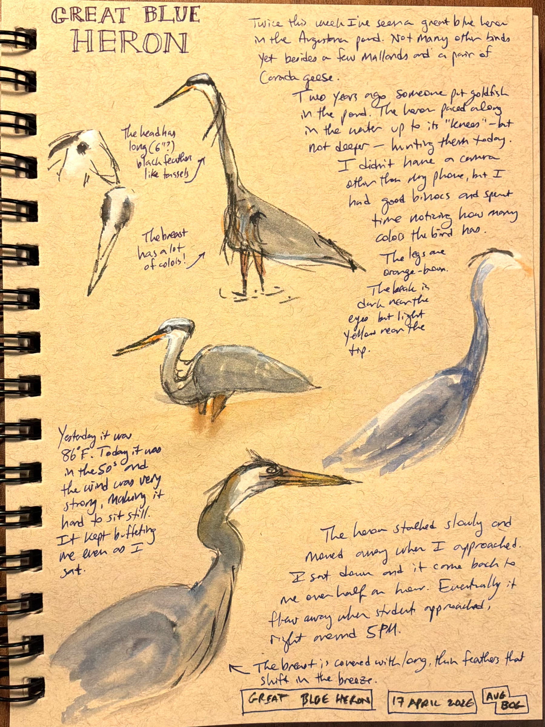 Sketches of a great blue heron, accompanied by handwritten notes and descriptions.