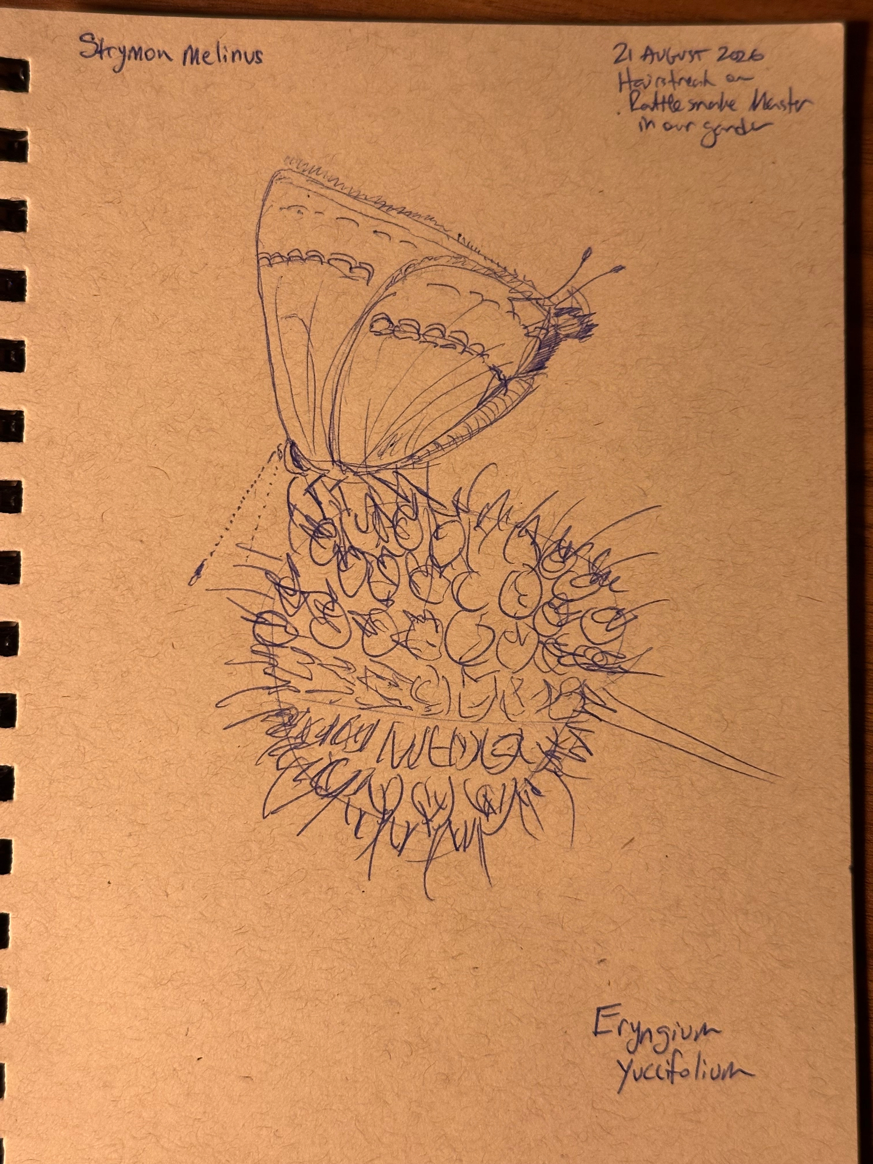 A detailed pen sketch depicts a butterfly labeled Strymon melinus perched on a spiky flower head identified as Eryngium yuccifolium, with handwritten notes mentioning the date, location, and observation details.