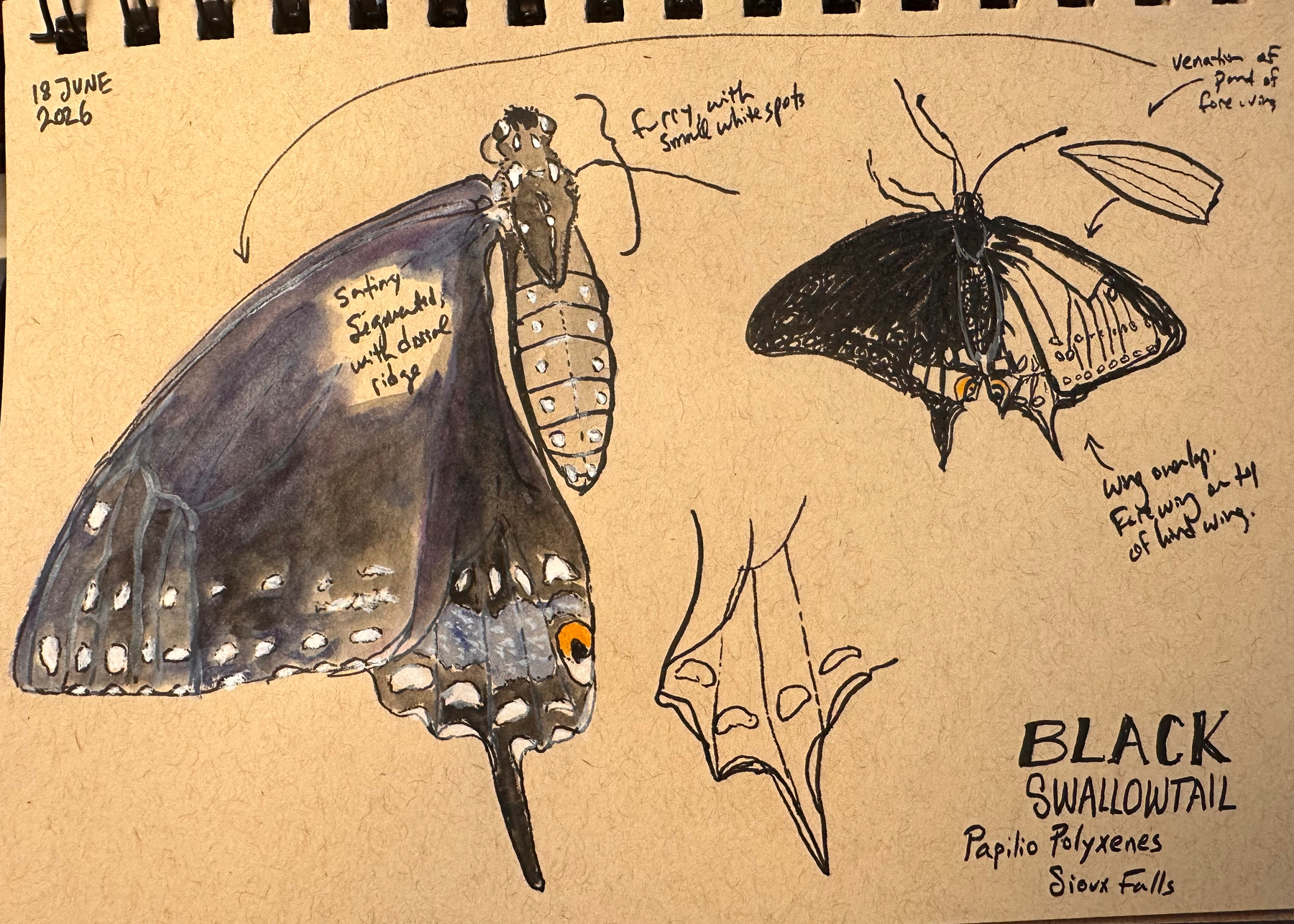 A detailed, hand-drawn sketch of a Black Swallowtail butterfly and its wing structure, annotated with notes on its features and dated June 19, 2026.