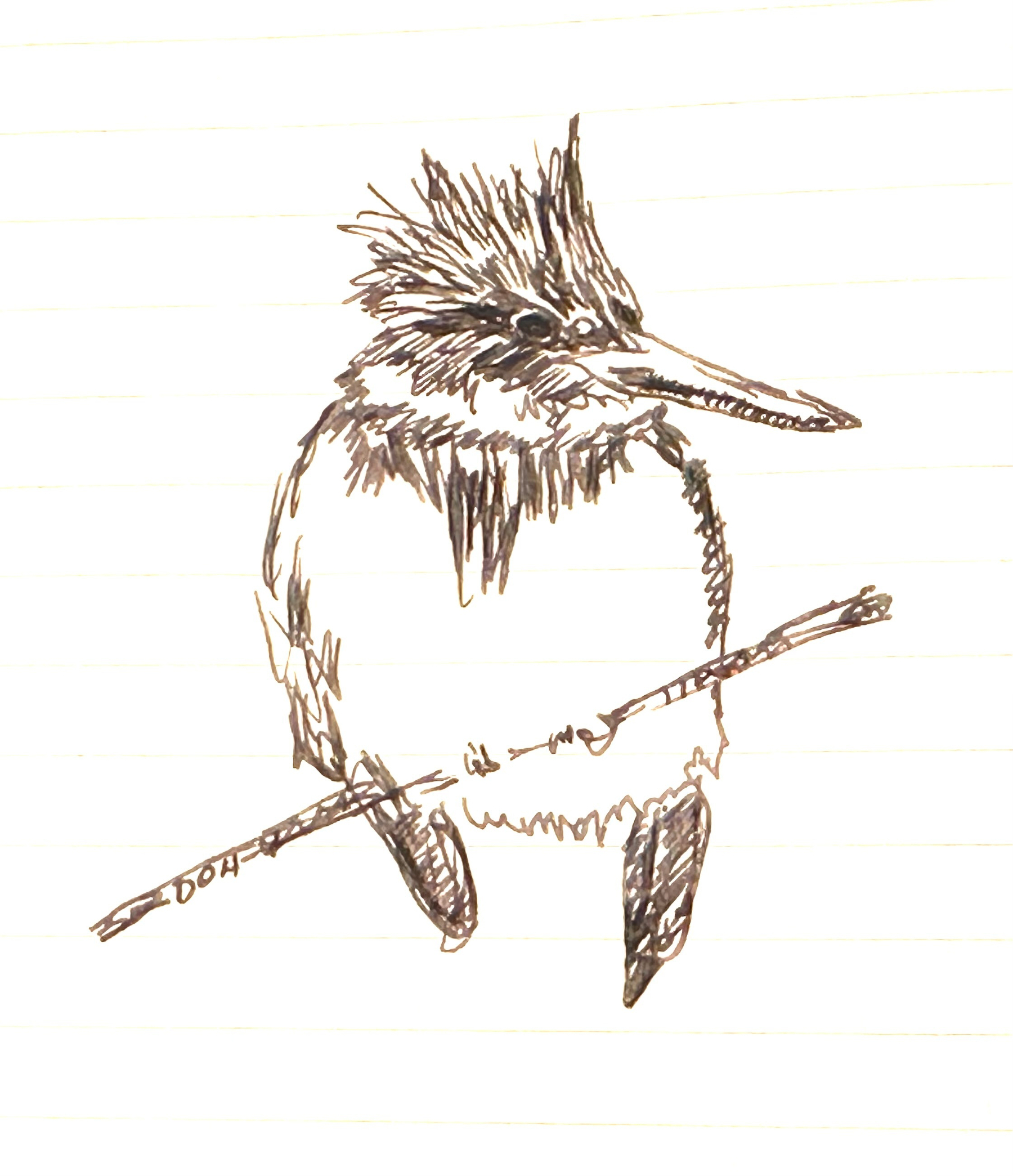 A sketch of a bird perched on a branch, drawn with fine lines and spiky feathers.