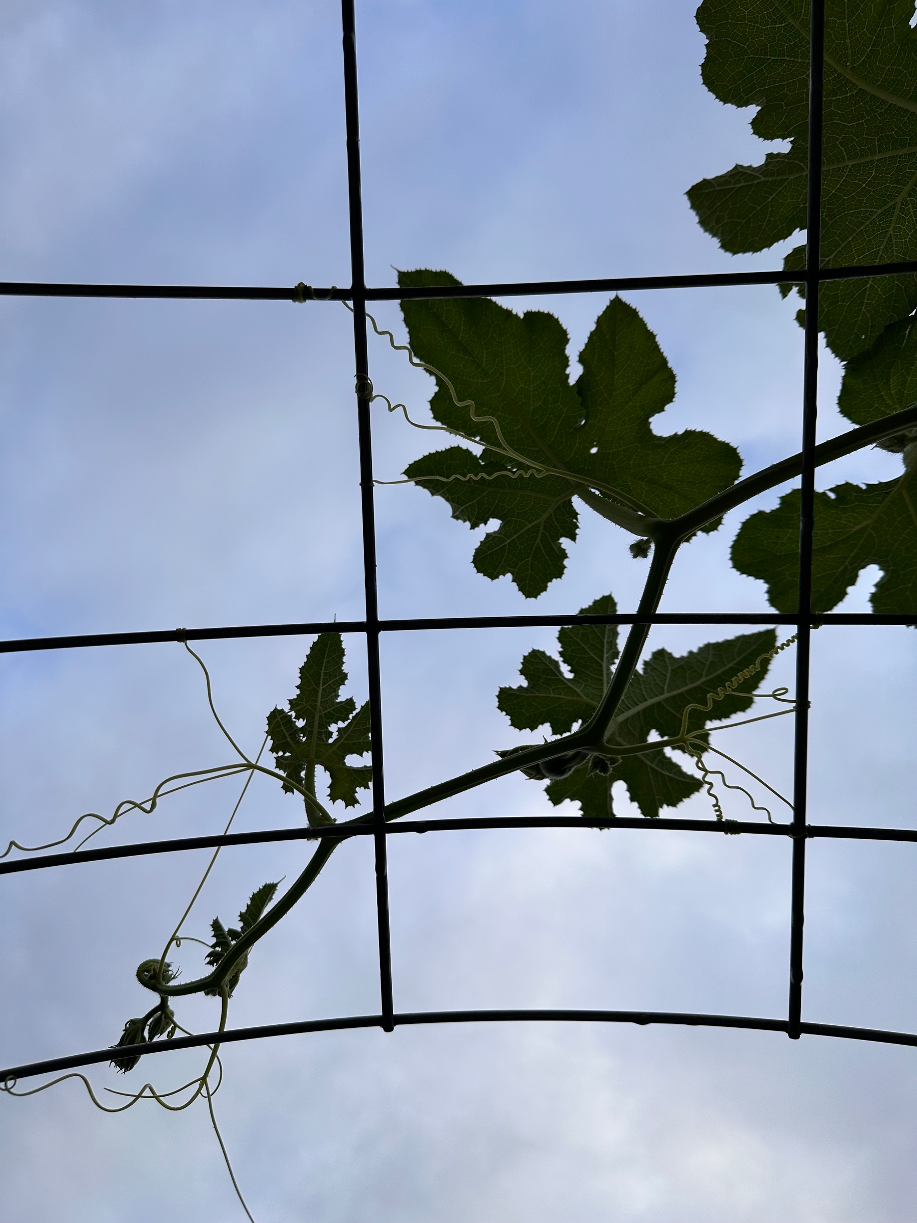 Green vine leaves are climbing and wrapping around a black metal grid against a cloudy sky.