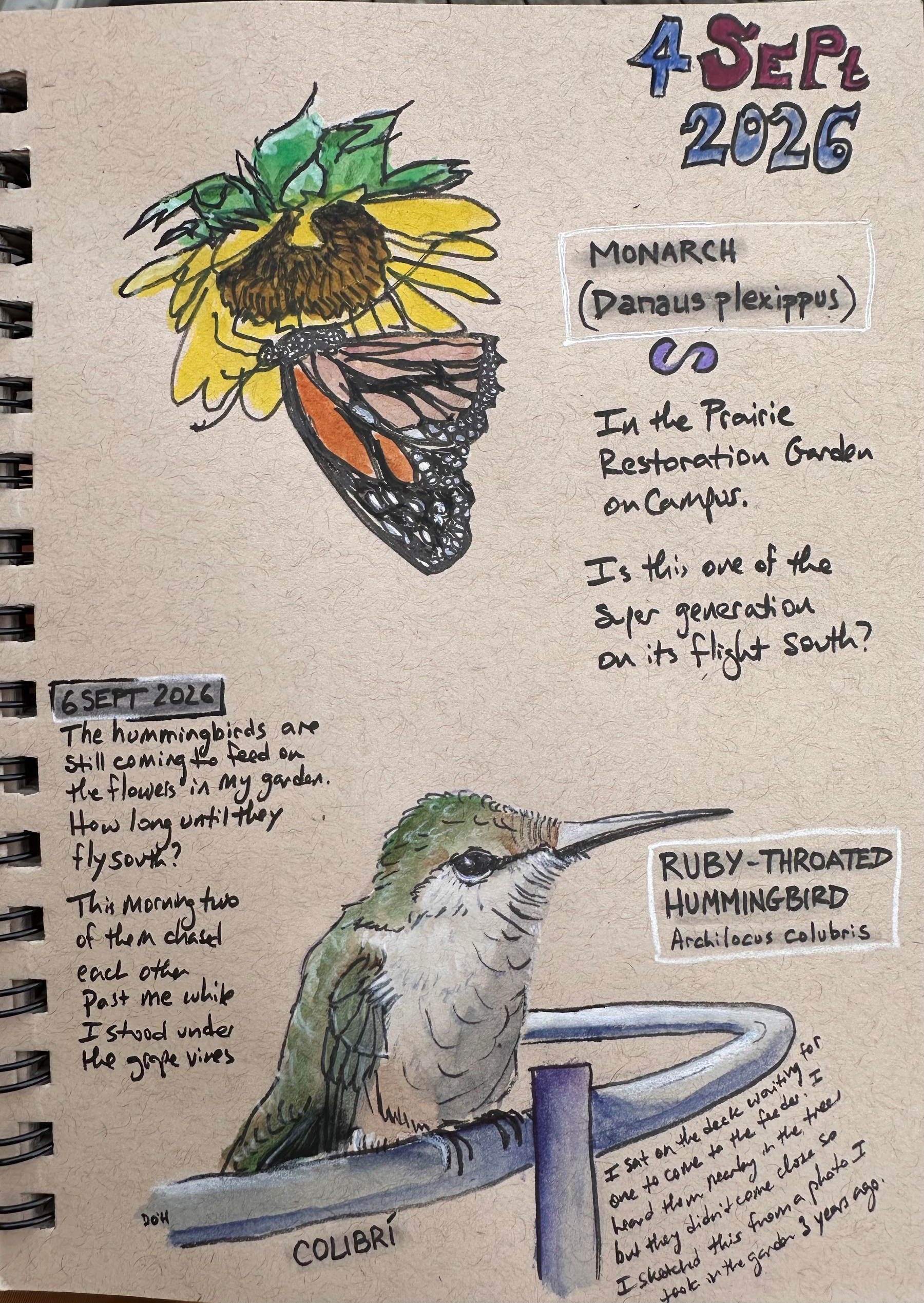 A hand-drawn and colored journal page dated September 4, 2026, features illustrations of a Monarch butterfly on a sunflower and a Ruby-throated hummingbird, accompanied by handwritten notes about their sightings and behaviors.