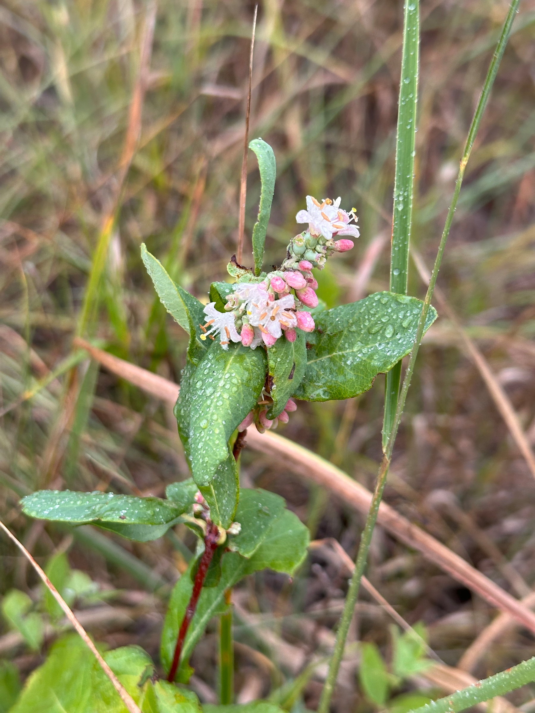 A green plant with small pink and white flowers covered in water droplets is surrounded by grass. Western snowberry. 