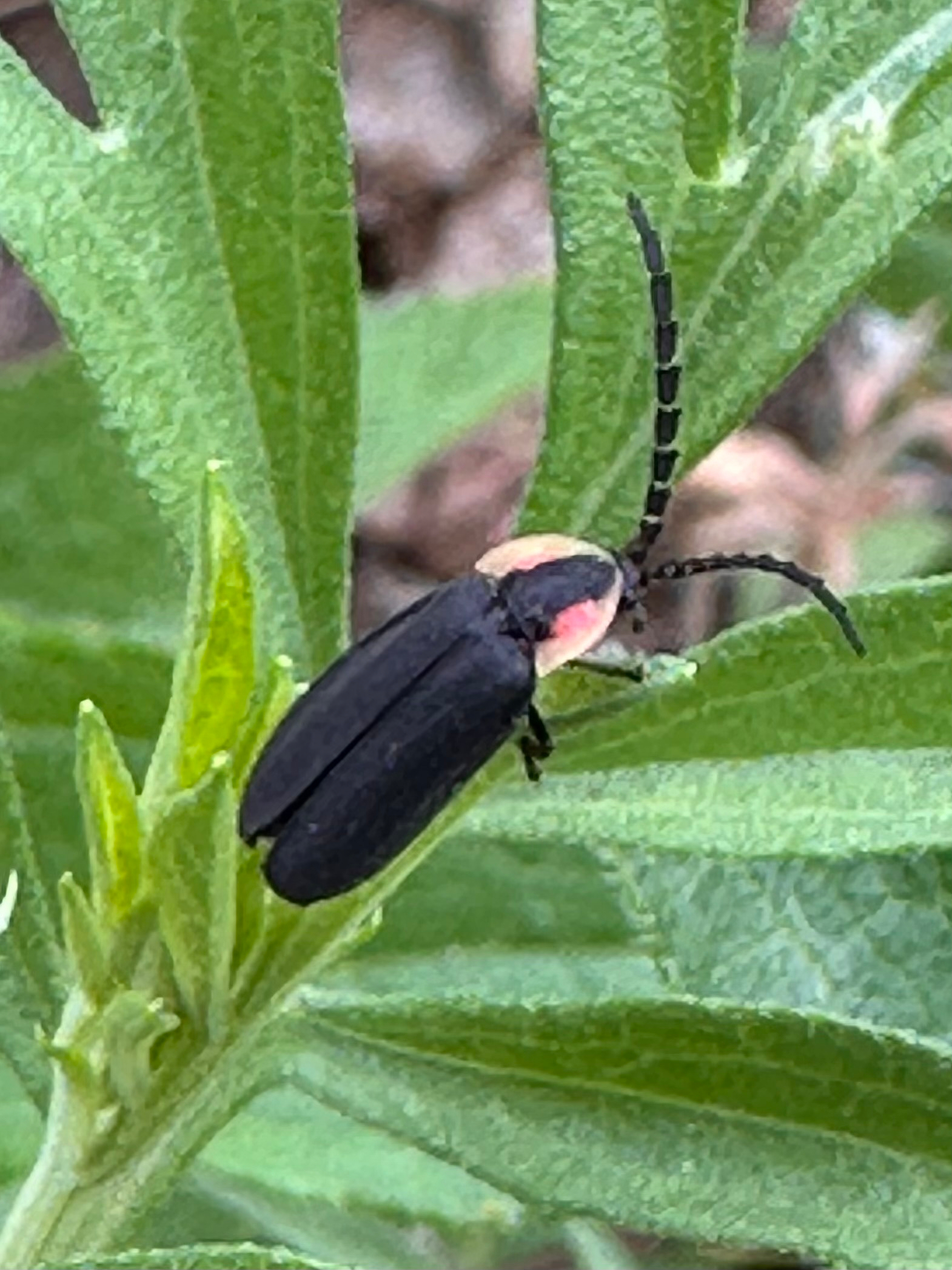 A black and pink firefly with long antennae is perched on a green leafy plant.