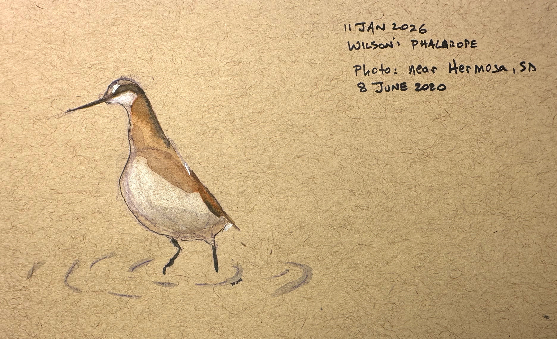 A sketch of a bird, identified as a Wilson's Phalarope, is shown walking along with handwritten notes on a textured paper background.