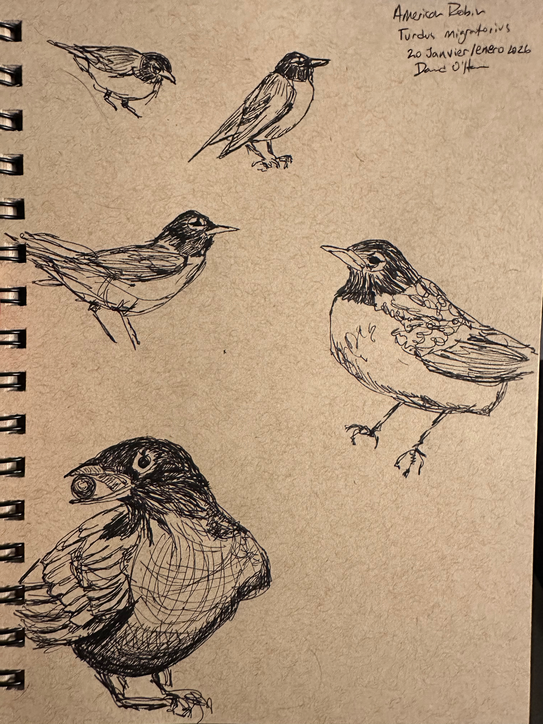 Five black ink sketches of American robins in various natural poses