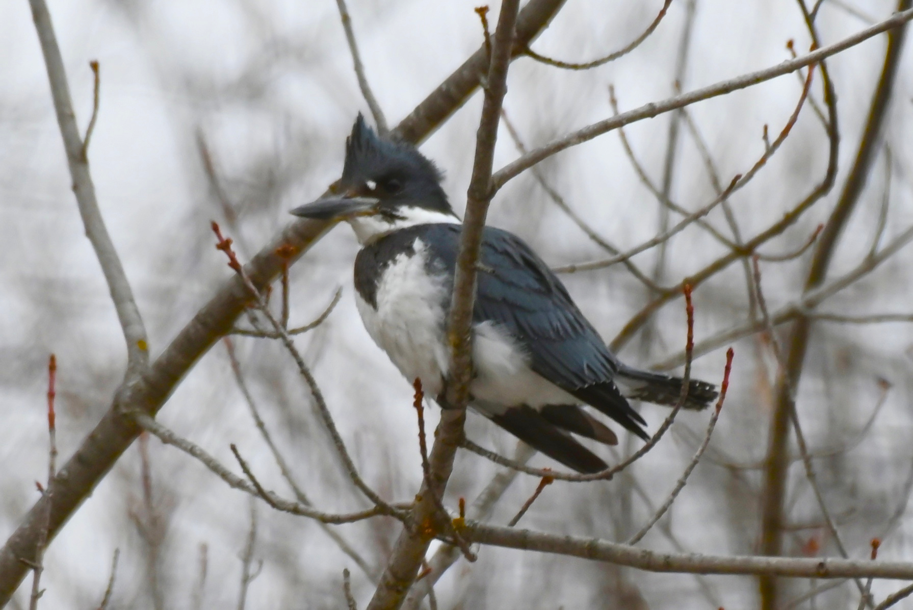 A dark blue and white kingfisher bird with a distinctive head crest is perched on a bare tree branch.