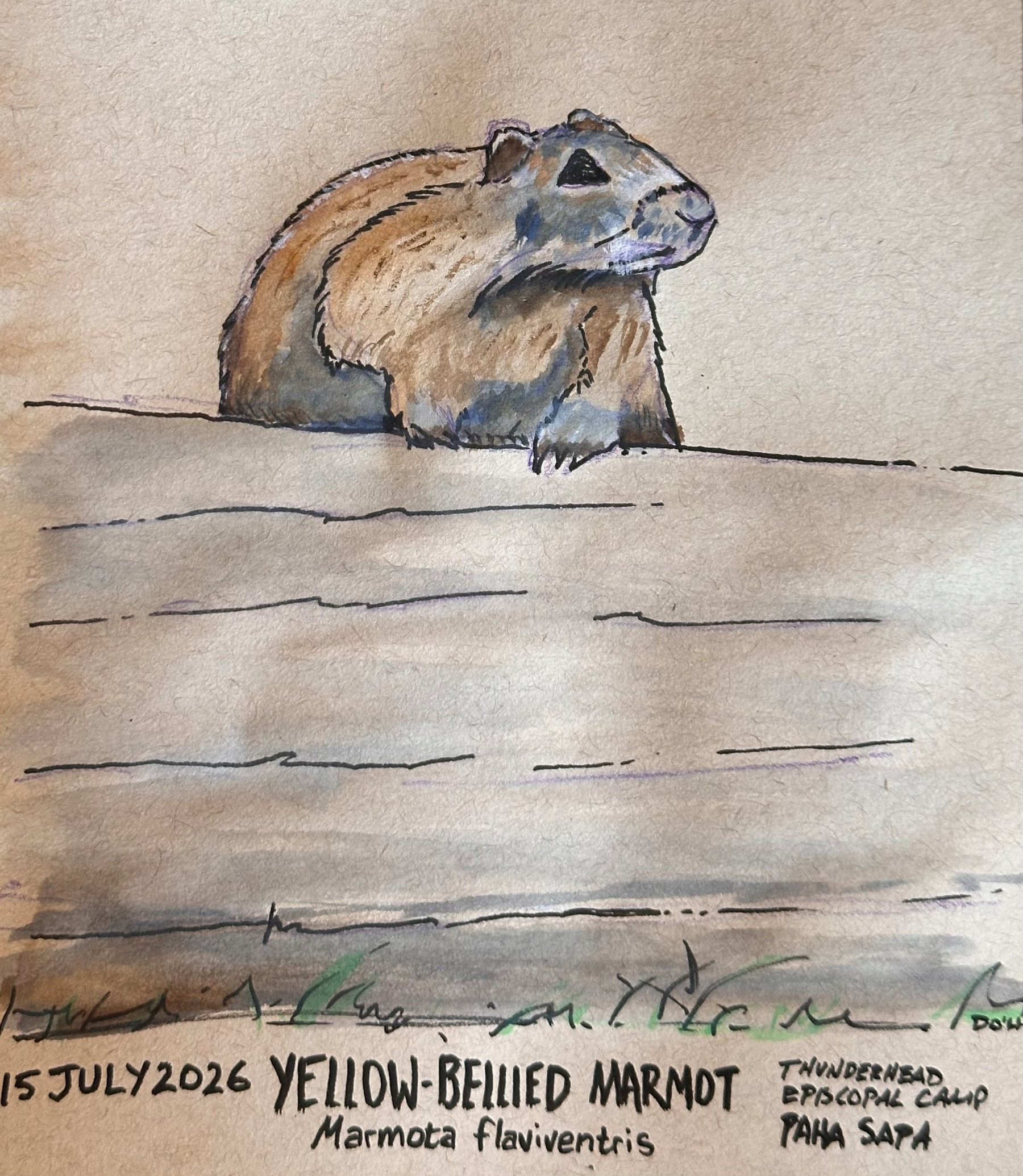 A yellow-bellied marmot with the scientific name Marmota flaviventris is depicted sitting behind a wooden surface, with the note indicating it was observed on 15 July 2026 at Thunderhead Episcopal Camp, Paha Sapa.