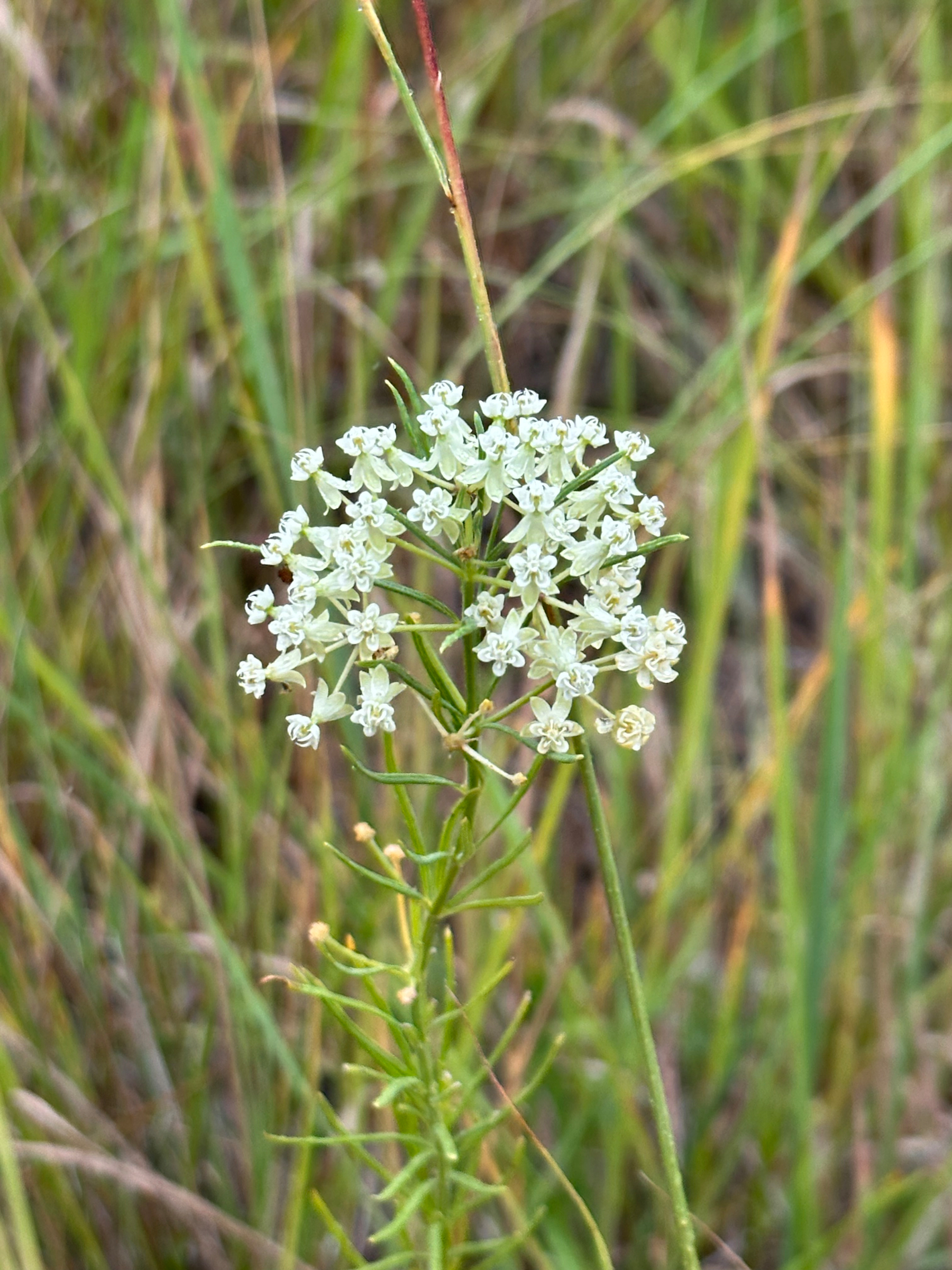 A cluster of small white flowers blooms on a slender green stem amidst tall grass. Whorled milkweed. 