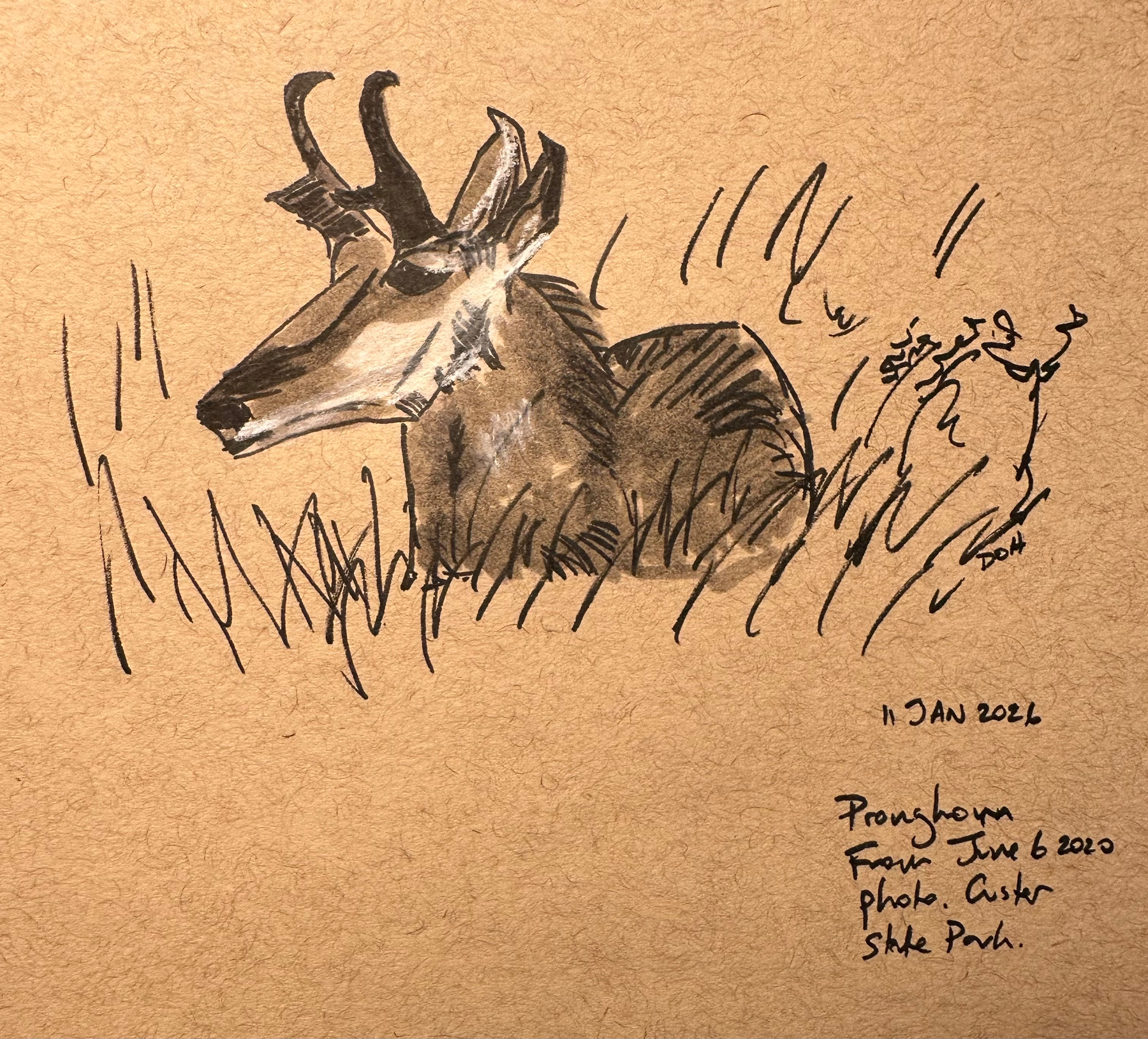 A sketch of a pronghorn lying in the grass, signed and dated January 2026.