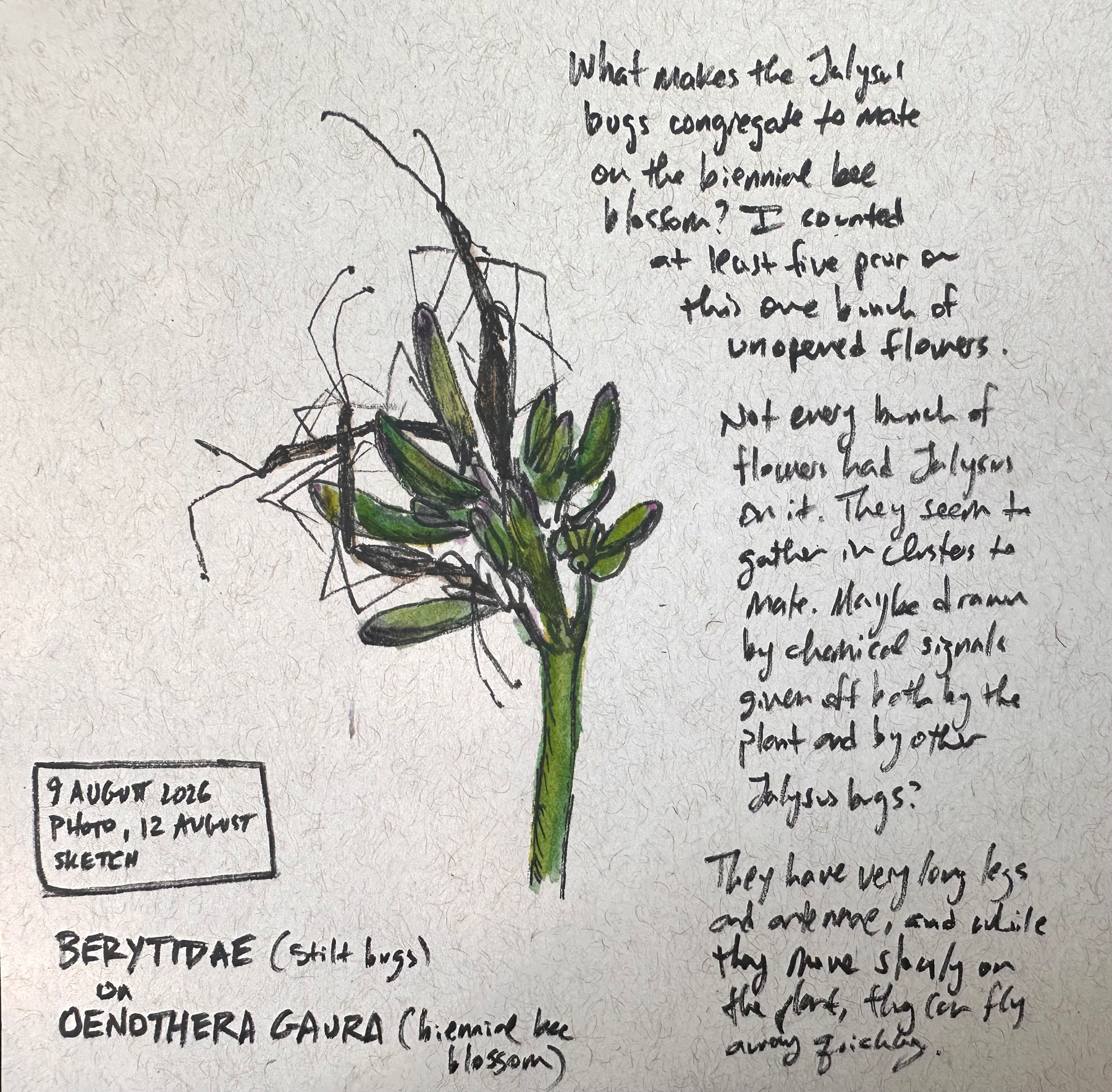 A detailed sketch of a plant with long-legged bugs on a biennial bee blossom plant is accompanied by handwritten notes about the behavior and characteristics of the Jalysus bugs on the blossom.
