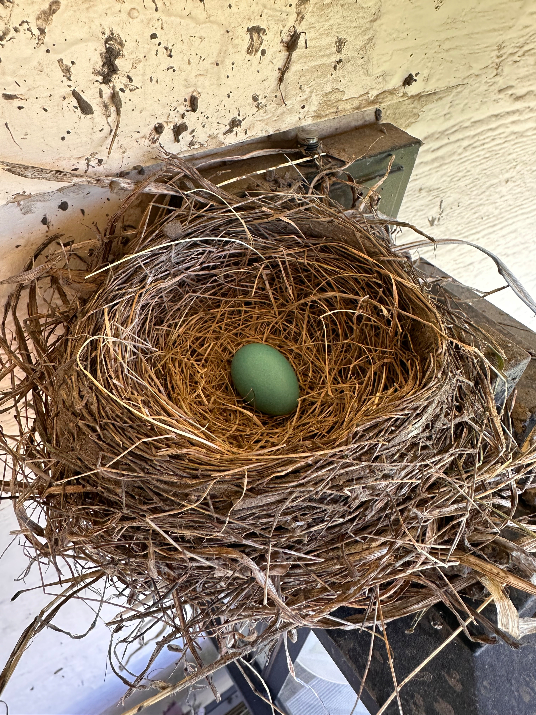 A bird's nest is nestled in a corner, holding a single blue egg.