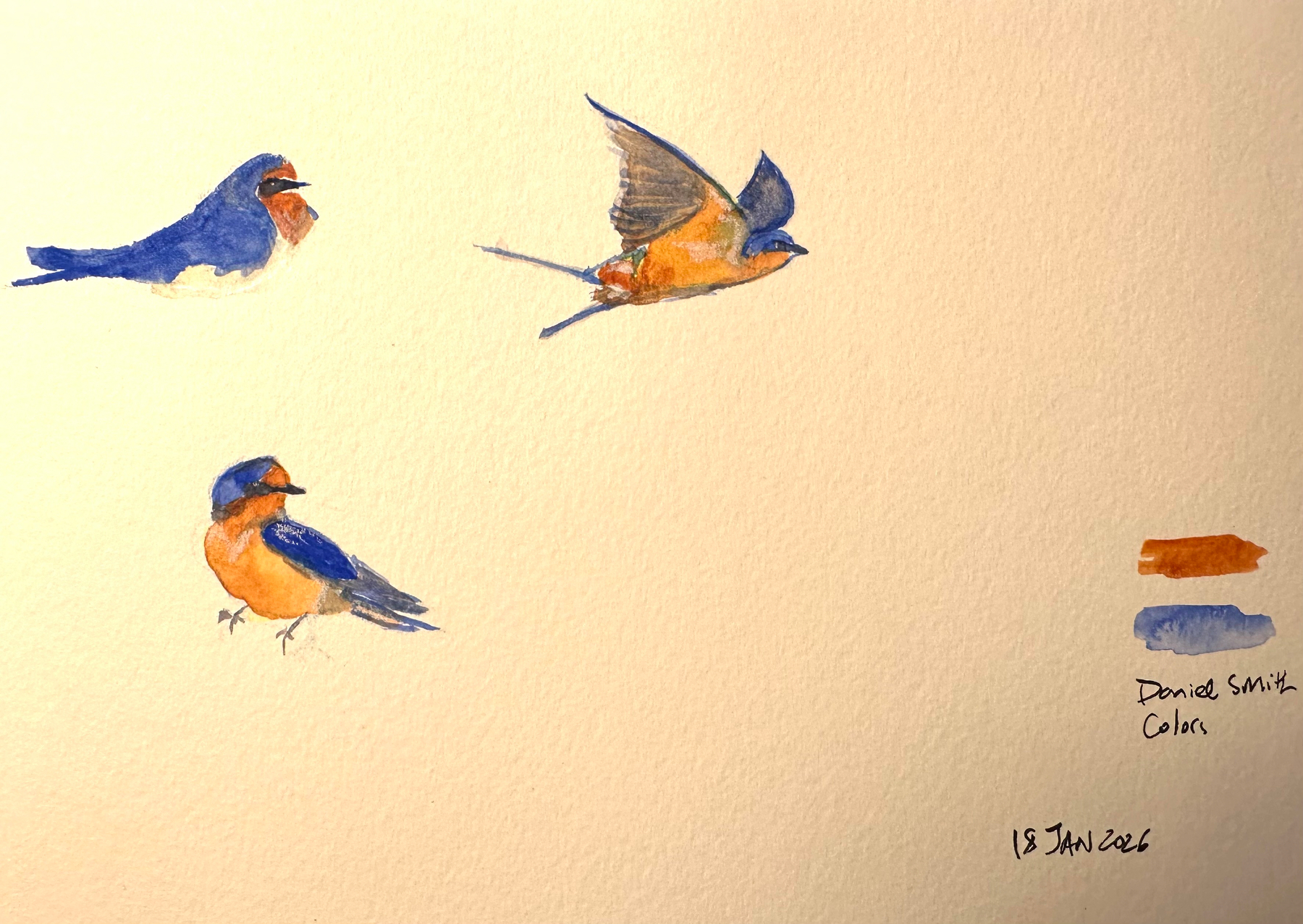 Three watercolor illustrations depict a swallow bird in different poses, accompanied by color samples and a handwritten date.