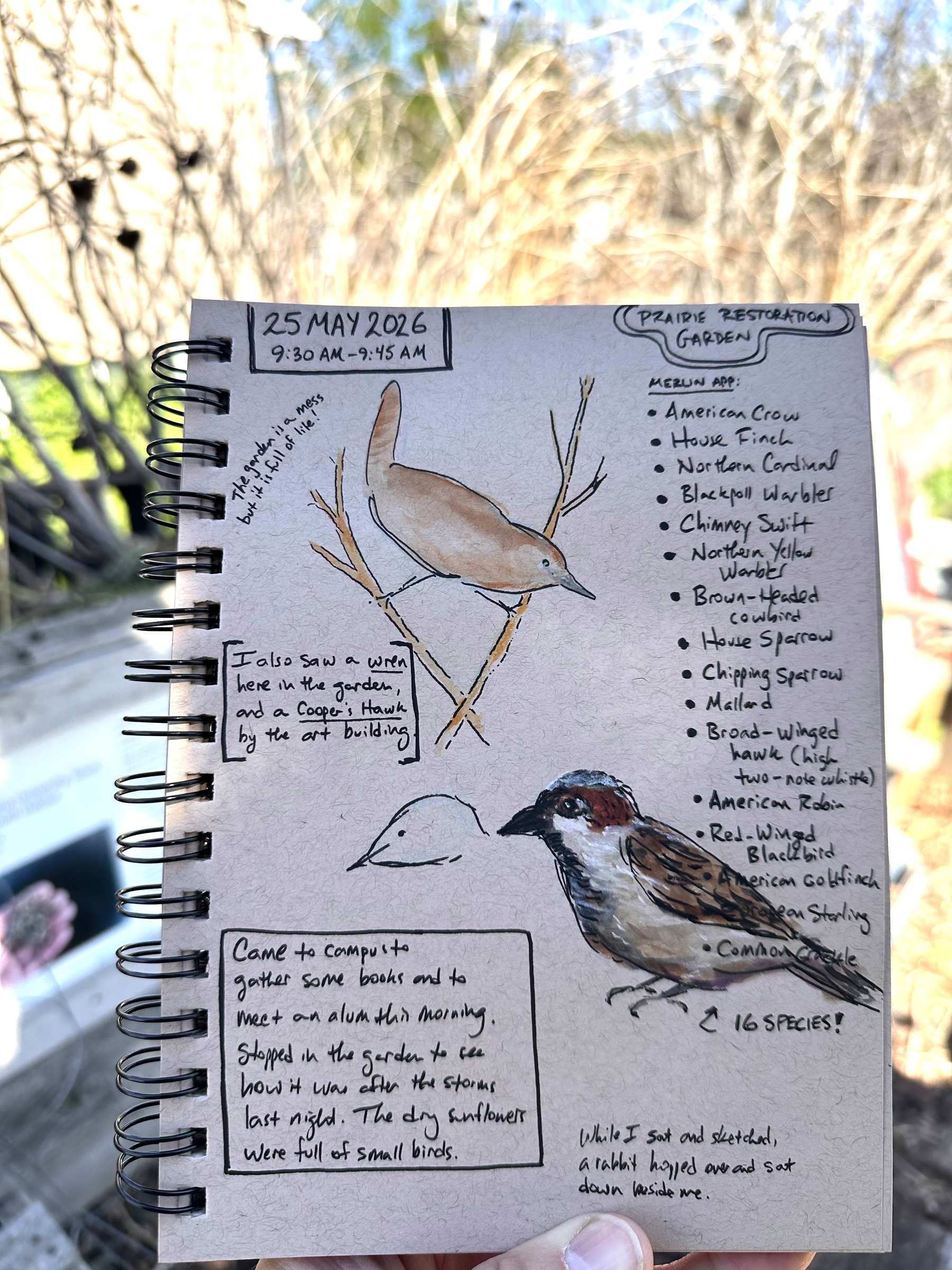A sketch of several birds in a tan-toned spiral sketchbook, with notes about date, location, and the species of birds heard by the Merlin bird app. 