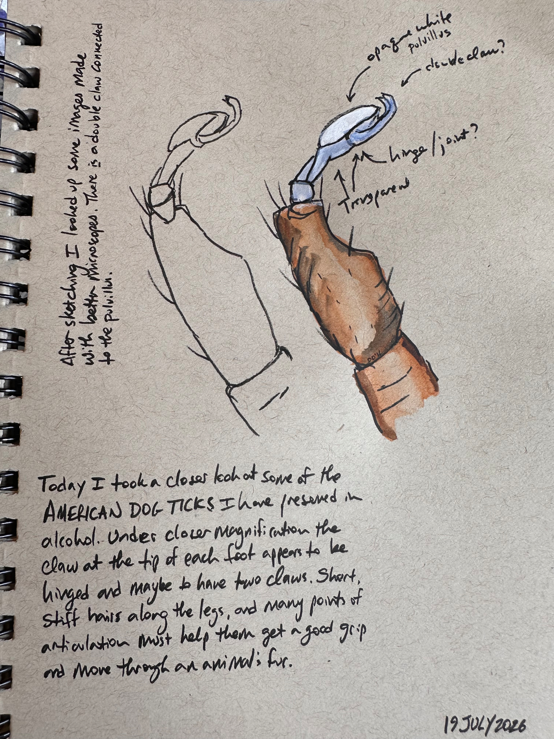 A detailed anatomical sketch of an American dog tick's claw is shown with annotations and notes describing its structure, including mentions of hinged claws, joints, and textured legs to aid in gripping animal fur.