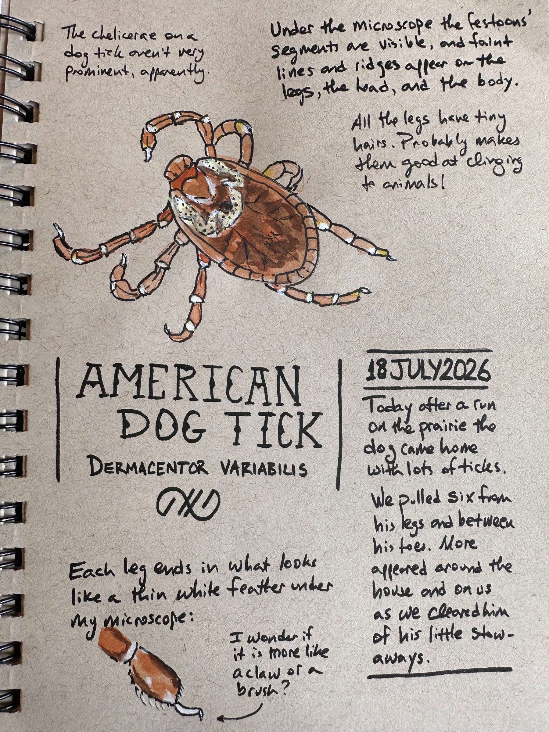 A detailed hand-drawn illustration and notes about the American dog tick, Dermacentor variabilis, including observations about its legs, chelicerae, and the presence of ticks after a run on the prairie.