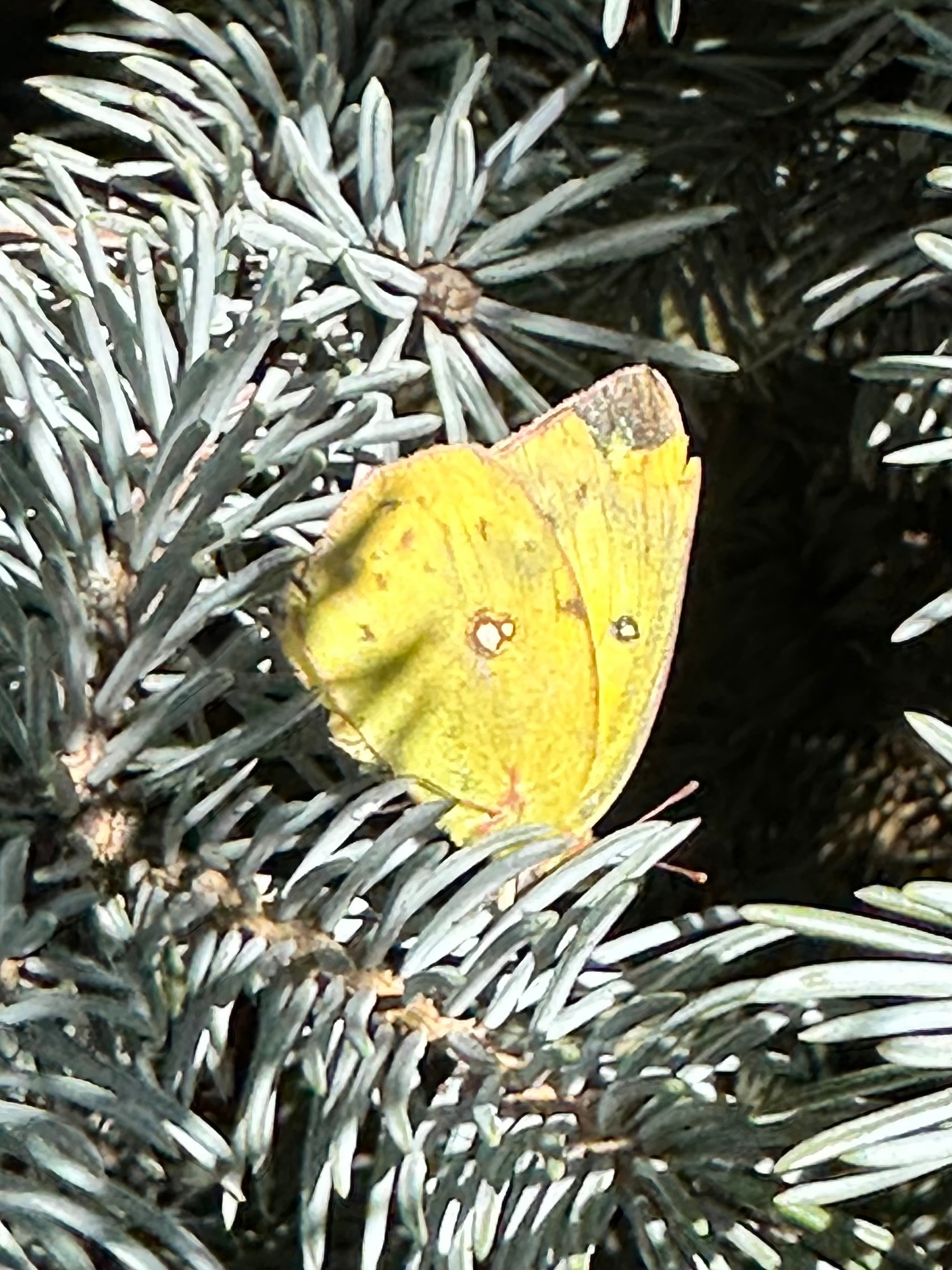 A yellow butterfly with small white spots is perched on the silvery-green needles of a pine tree.