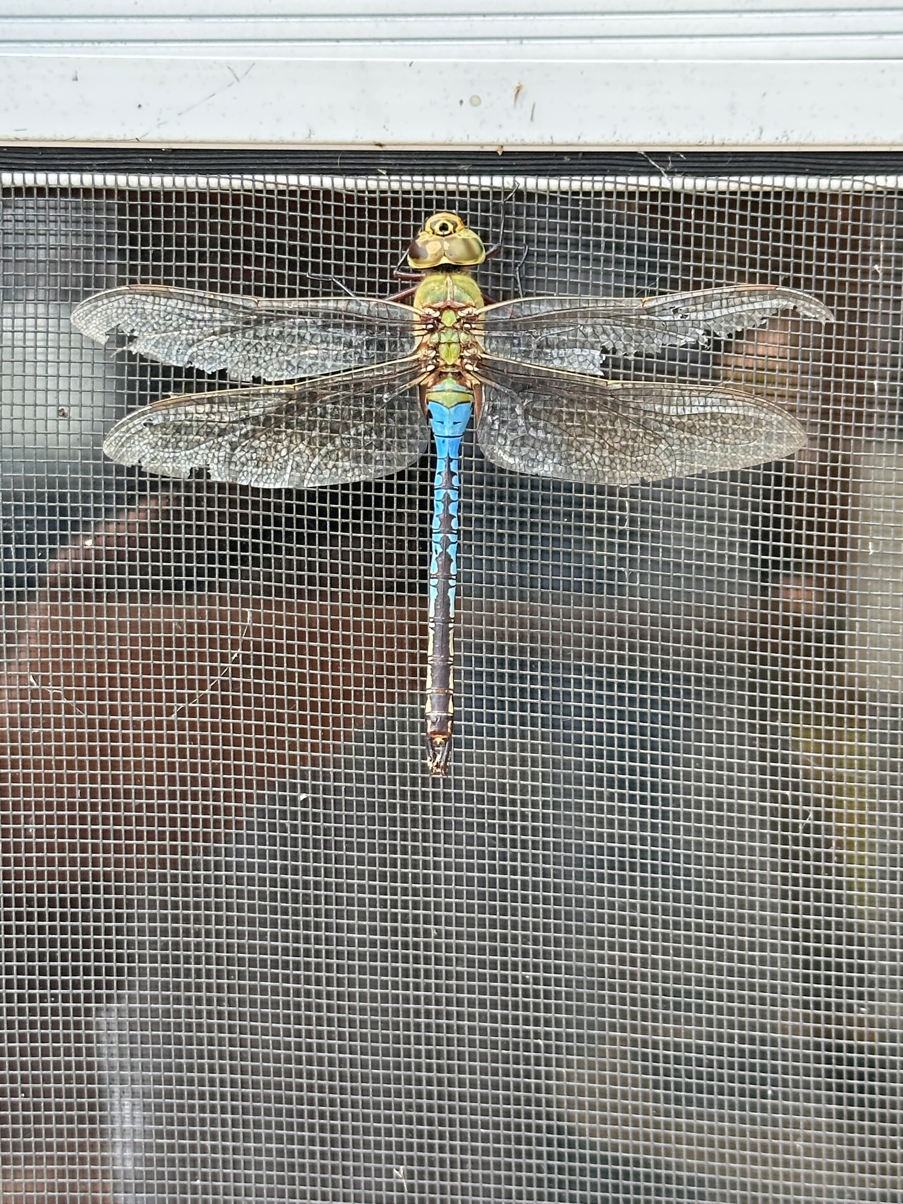 A colorful dragonfly with translucent wings is resting on a metal mesh screen.