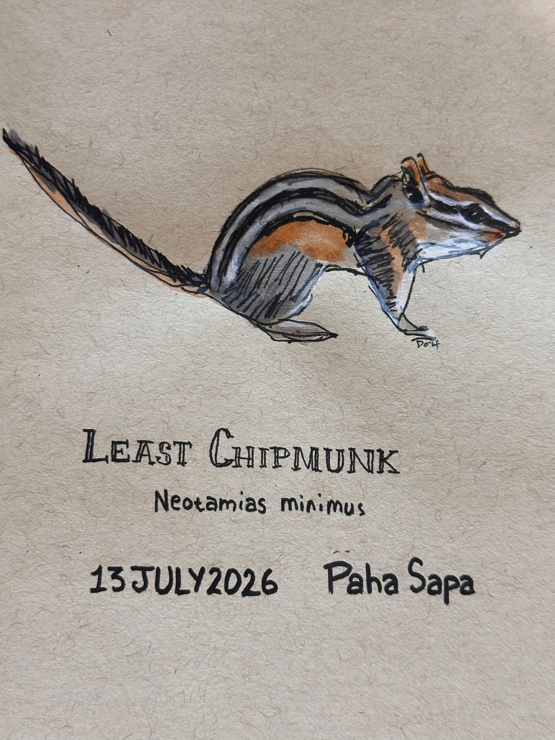 A hand-drawn illustration of a Least Chipmunk (Neotamias minimus) is shown along with the date 13 July 2026 and the location Paha Sapa.