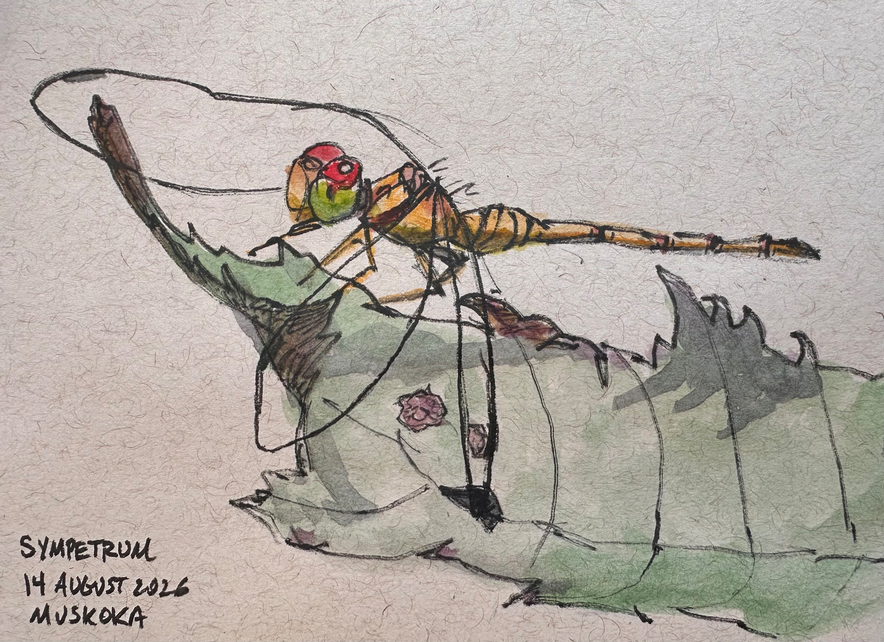 A colorful dragonfly with large eyes is perched on a green leaf, depicted in a detailed watercolor and ink drawing.