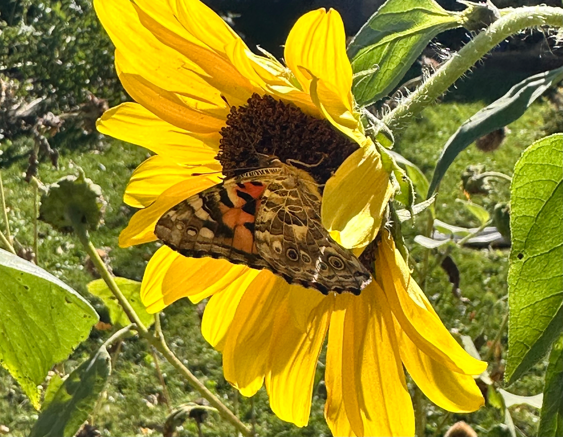 A butterfly with patterned wings is perched on the bright yellow petals of a sunflower in a sunlit garden.