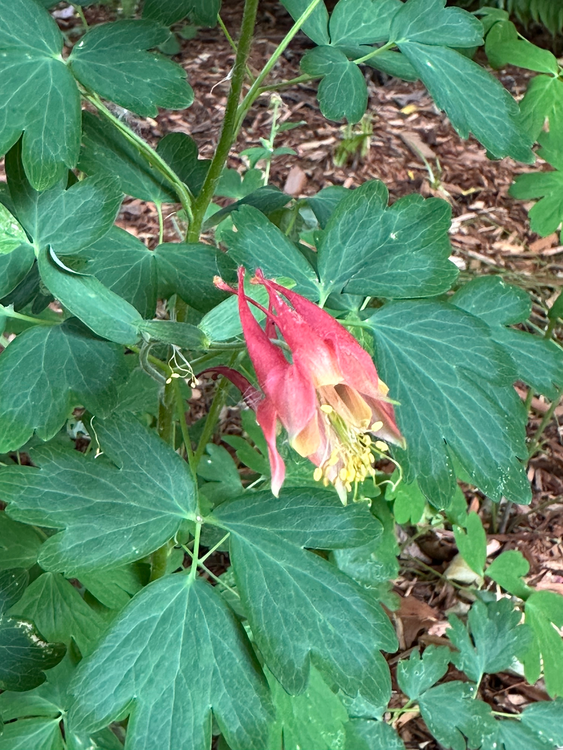 A red and yellow columbine flower is surrounded by large green leaves.