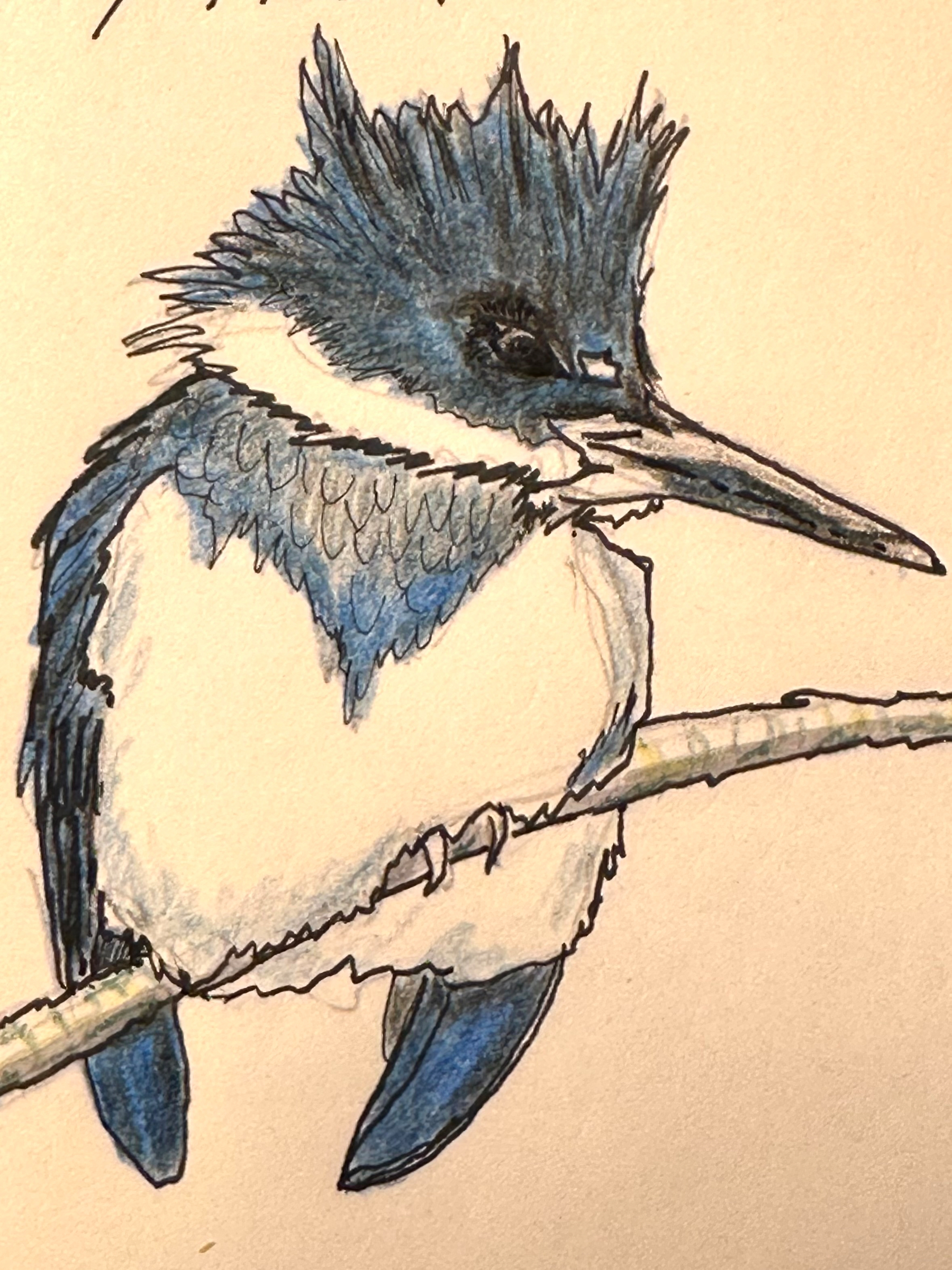 A vibrantly illustrated kingfisher is perched on a branch.